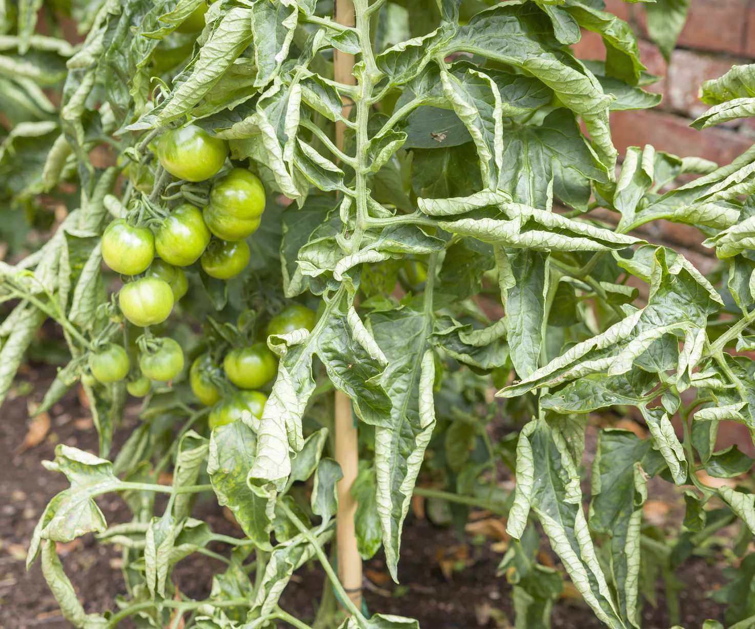 Tomato plants with curled leaves