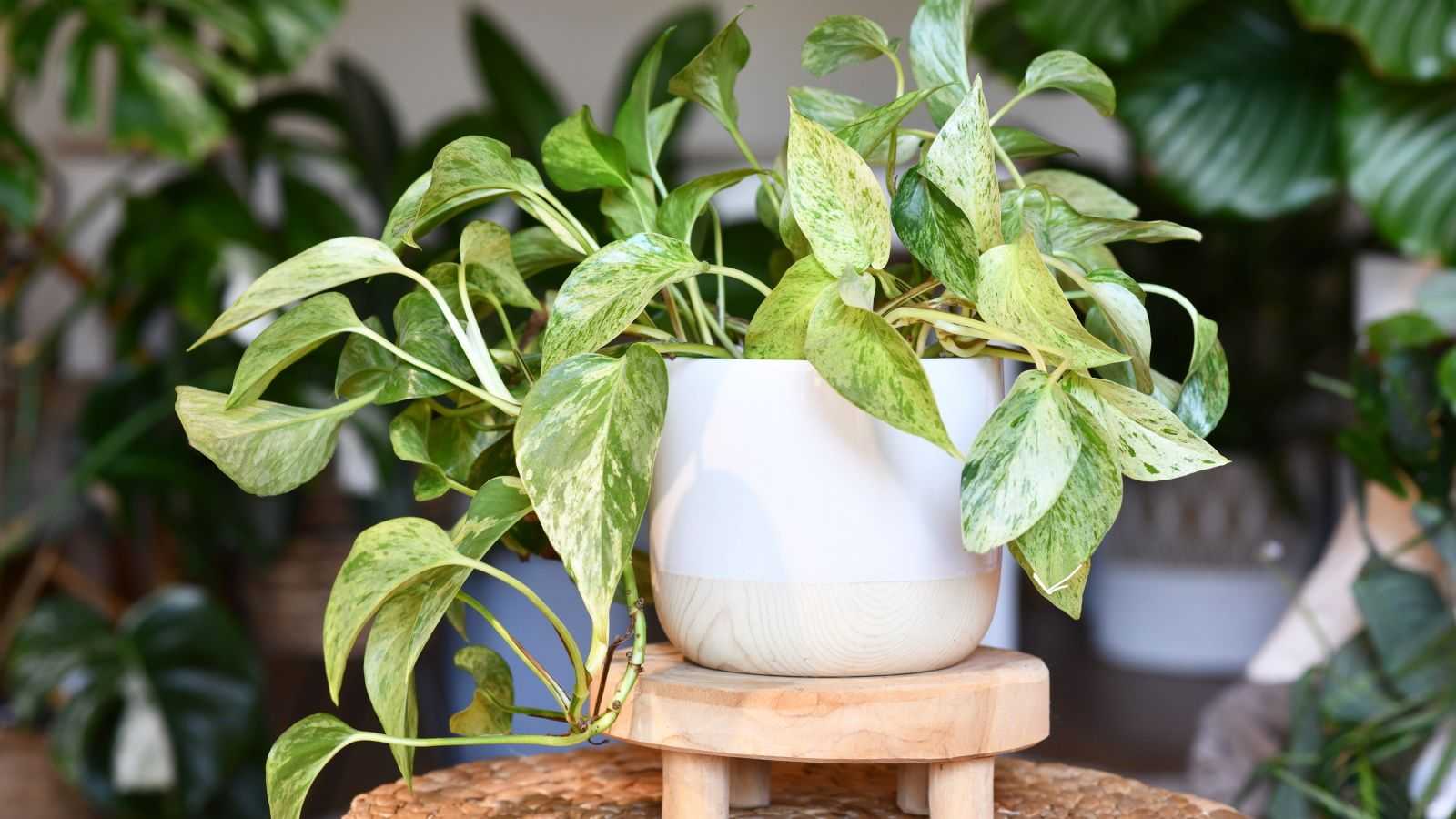 I discovered the ultimate propagation hack to speed up rooting – all you need to do is pair your cuttings with a pothos plant