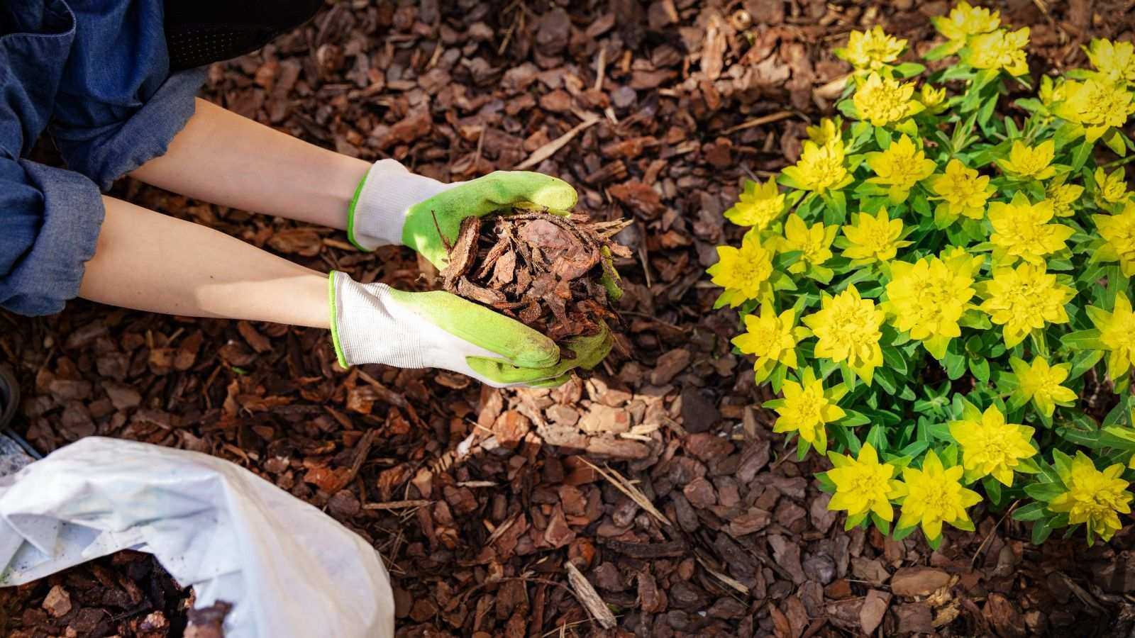 Why you shouldn’t make this big mistake when mulching around trees