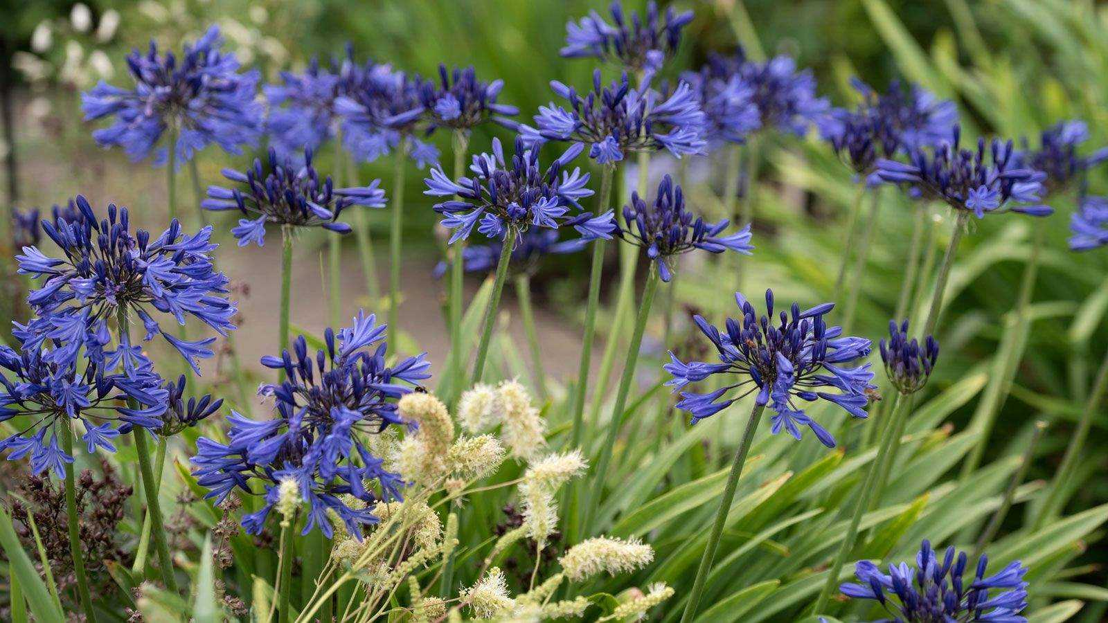 6 Summer Bulbs To Plant and Forget In April – For Vibrant Color Even During Dry Spells