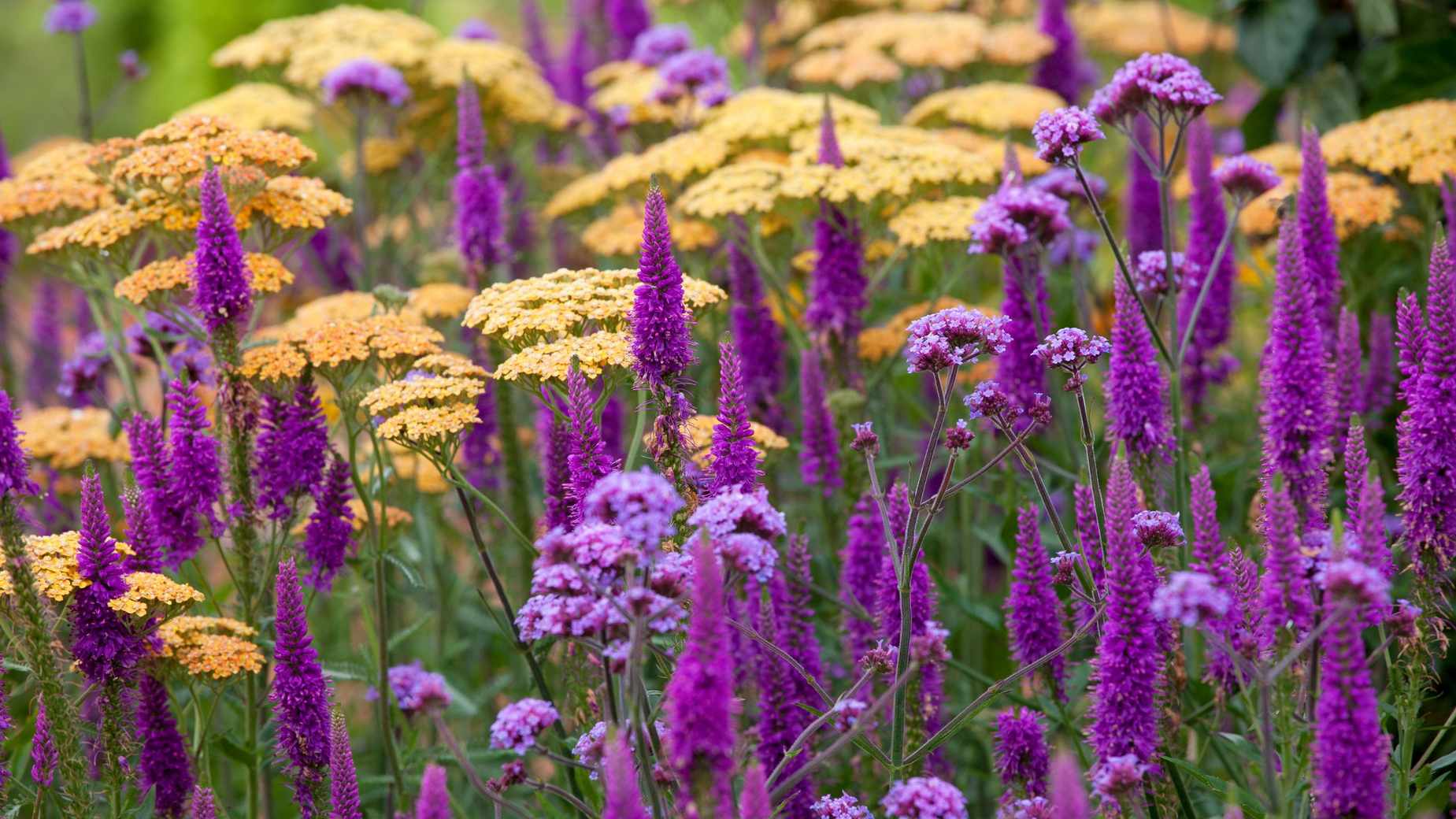 Garden color schemes – how to use color in the garden