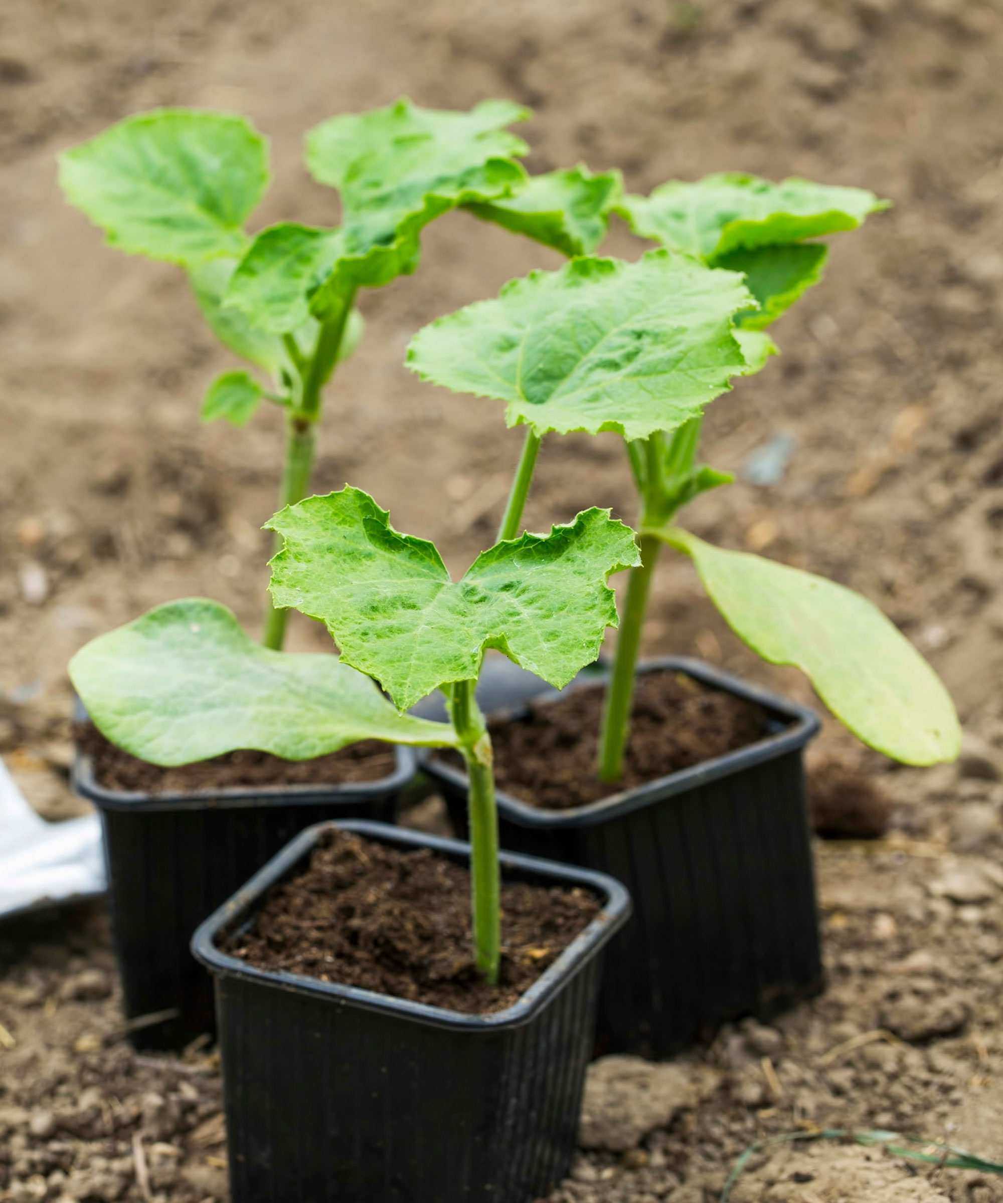 Gourd seedlings growing in individual pots