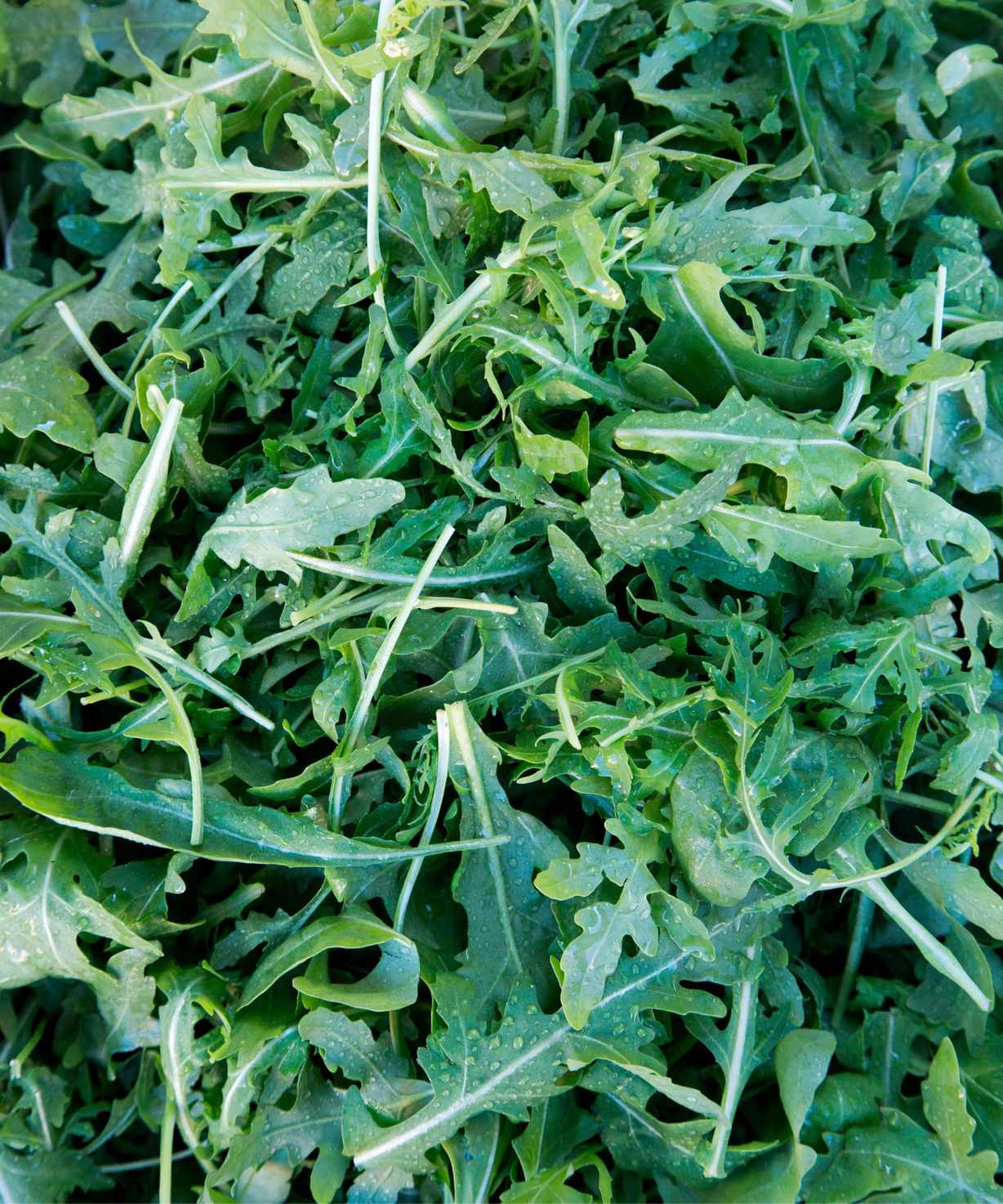 Green arugula