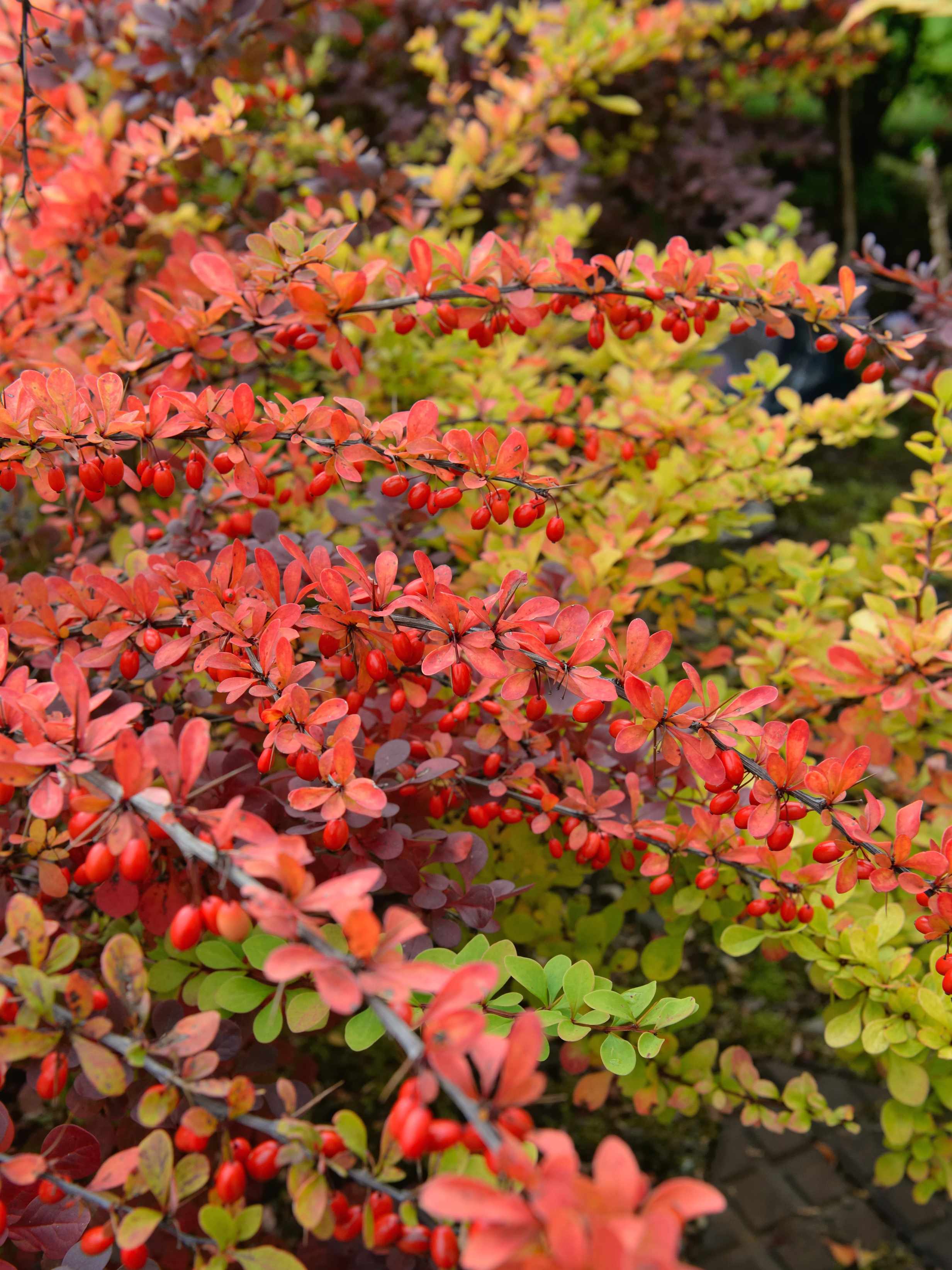 Japanese barberry
