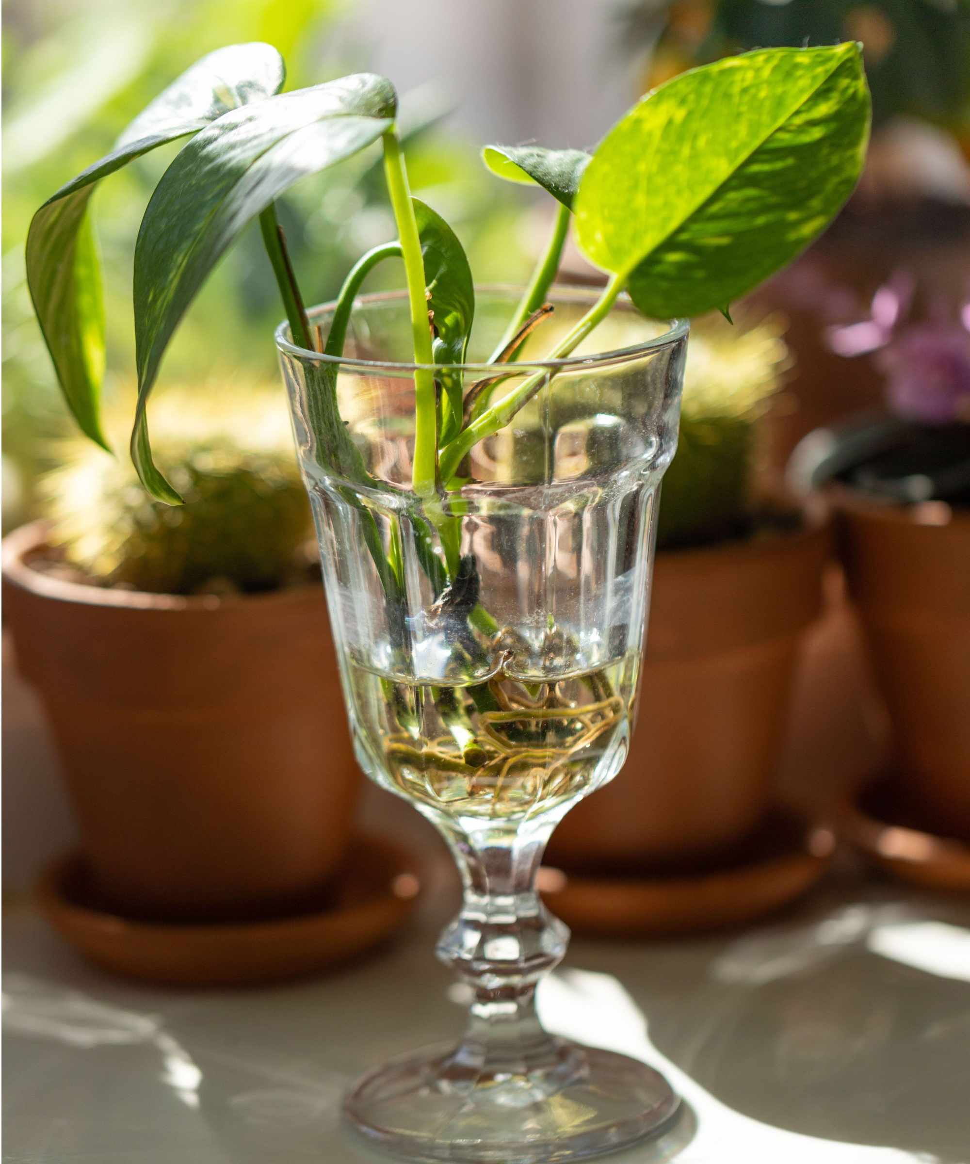 Propagate cuttings in water