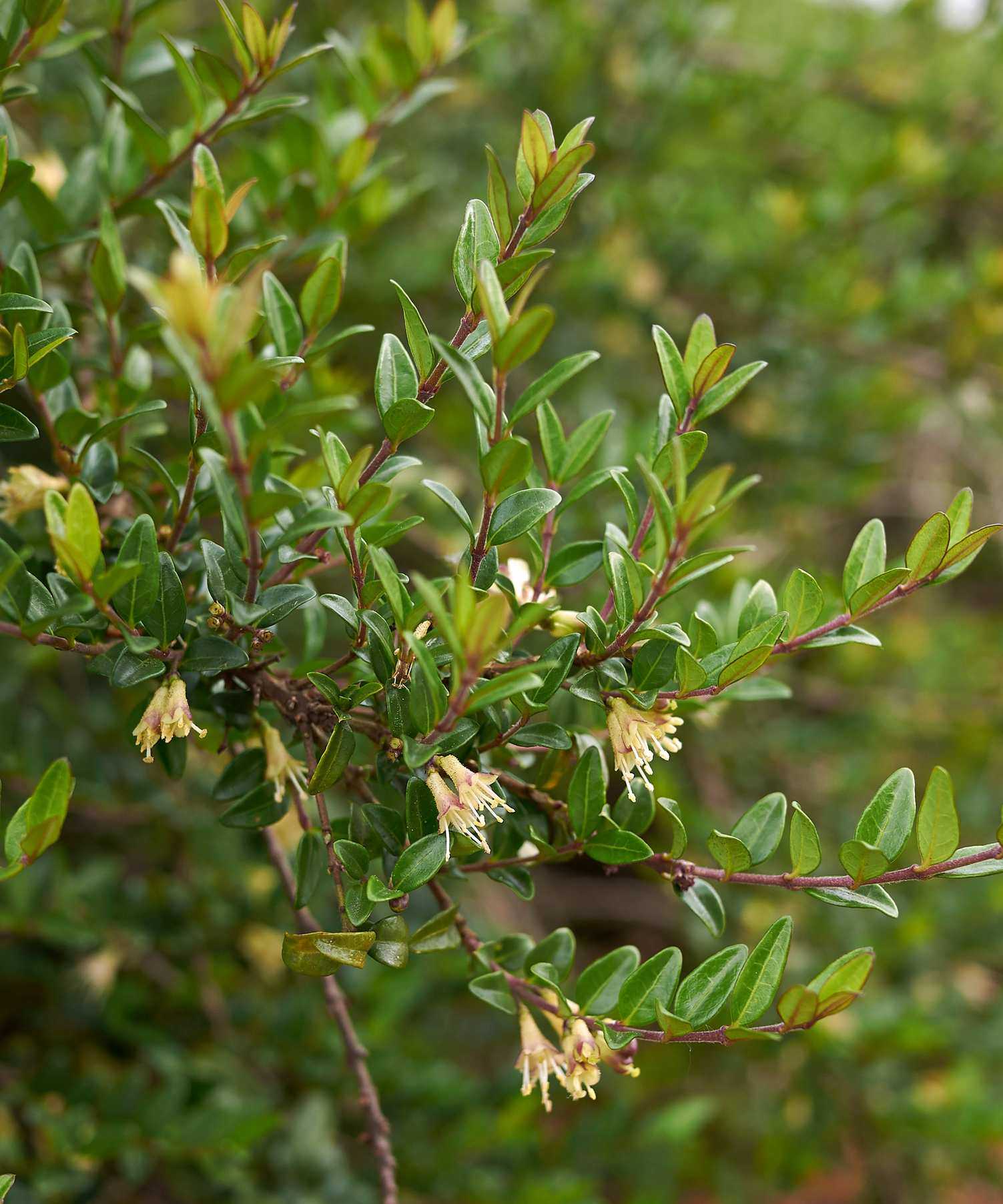 lonicera nitida shrubby honeysuckle in flower