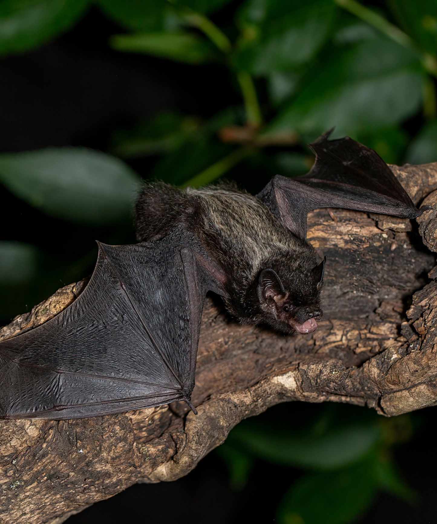 Bat on branch