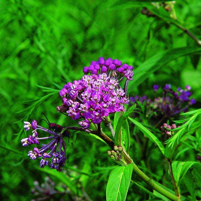 Purple Swamp Milkweed