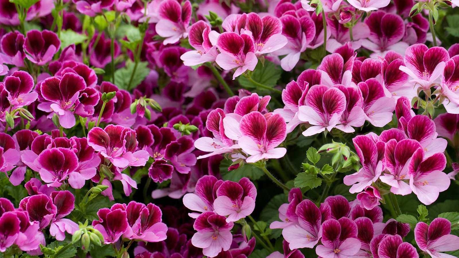 Pelargonium cuttings – how to propagate bedding geraniums