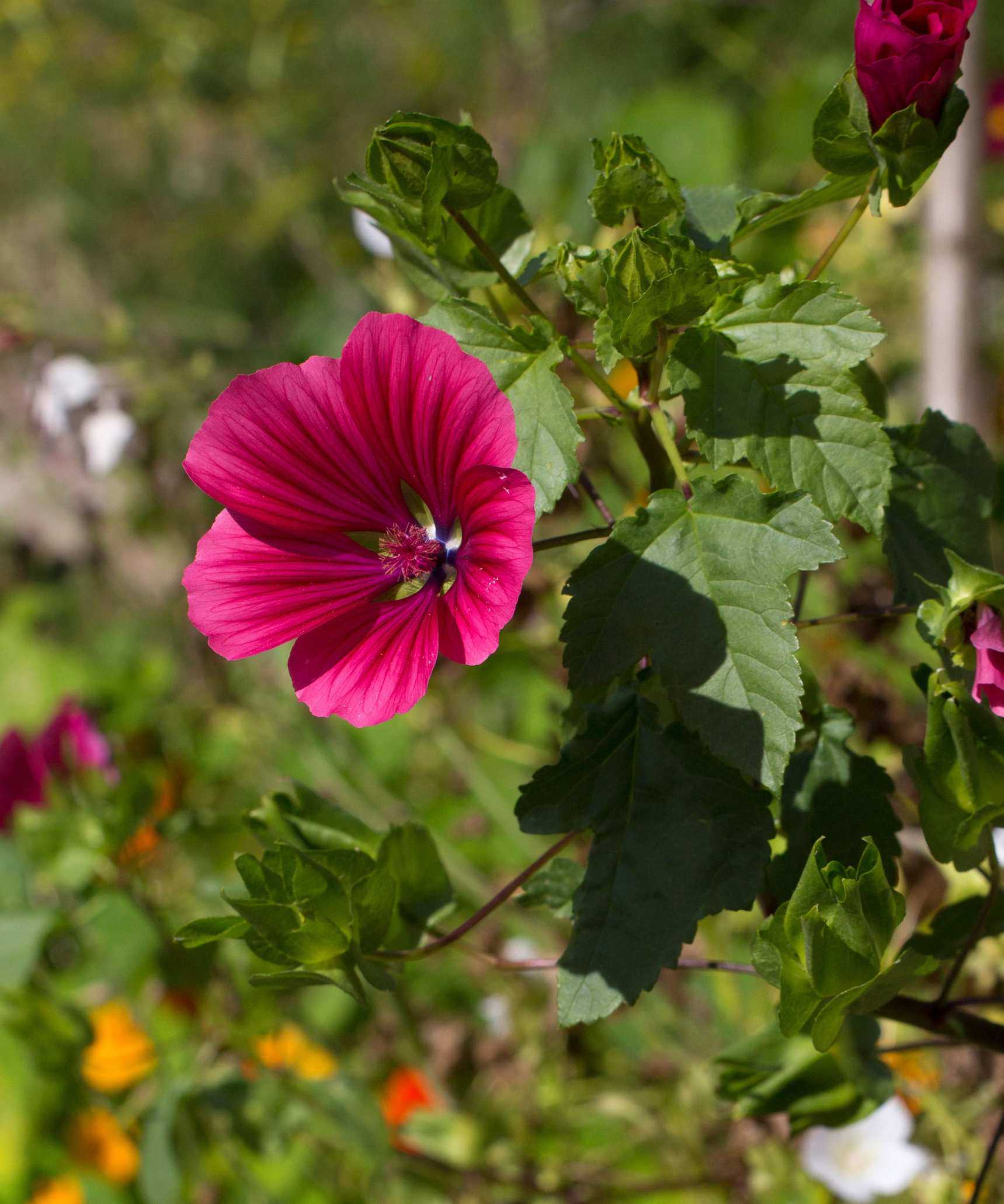 Malope trifida &lsquo;Vulcan&rsquo;