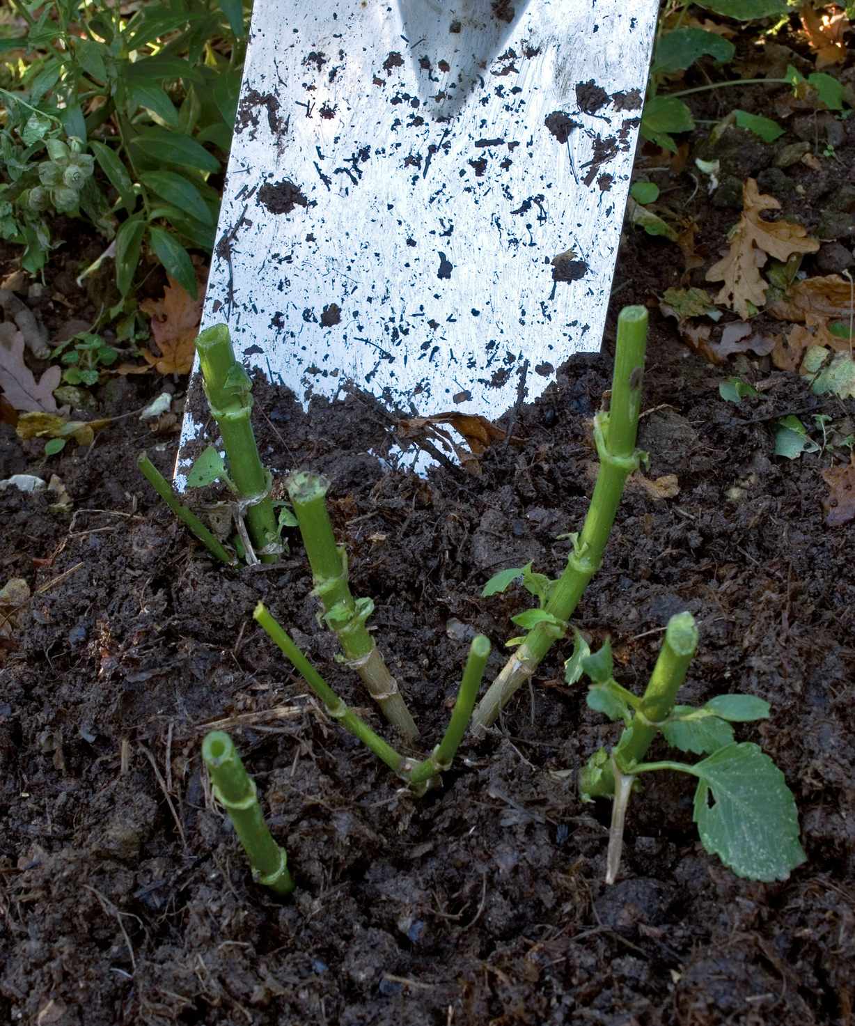 mulching dahlias