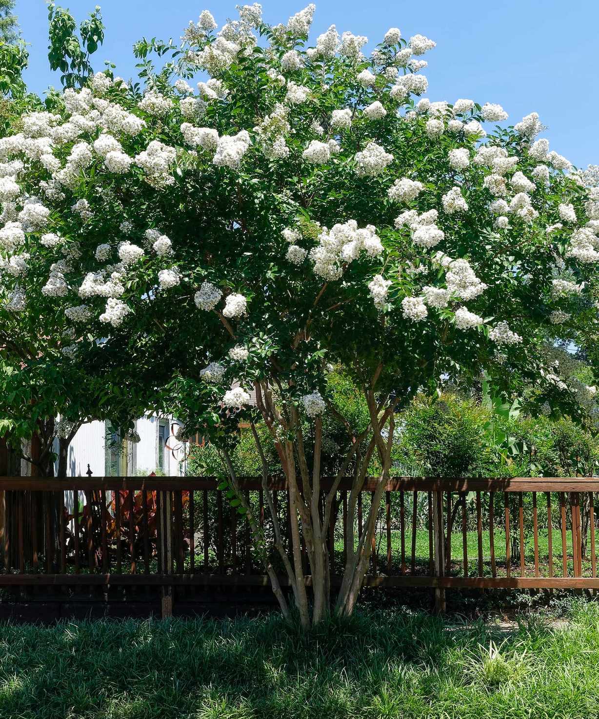 white crepe myrtle tree