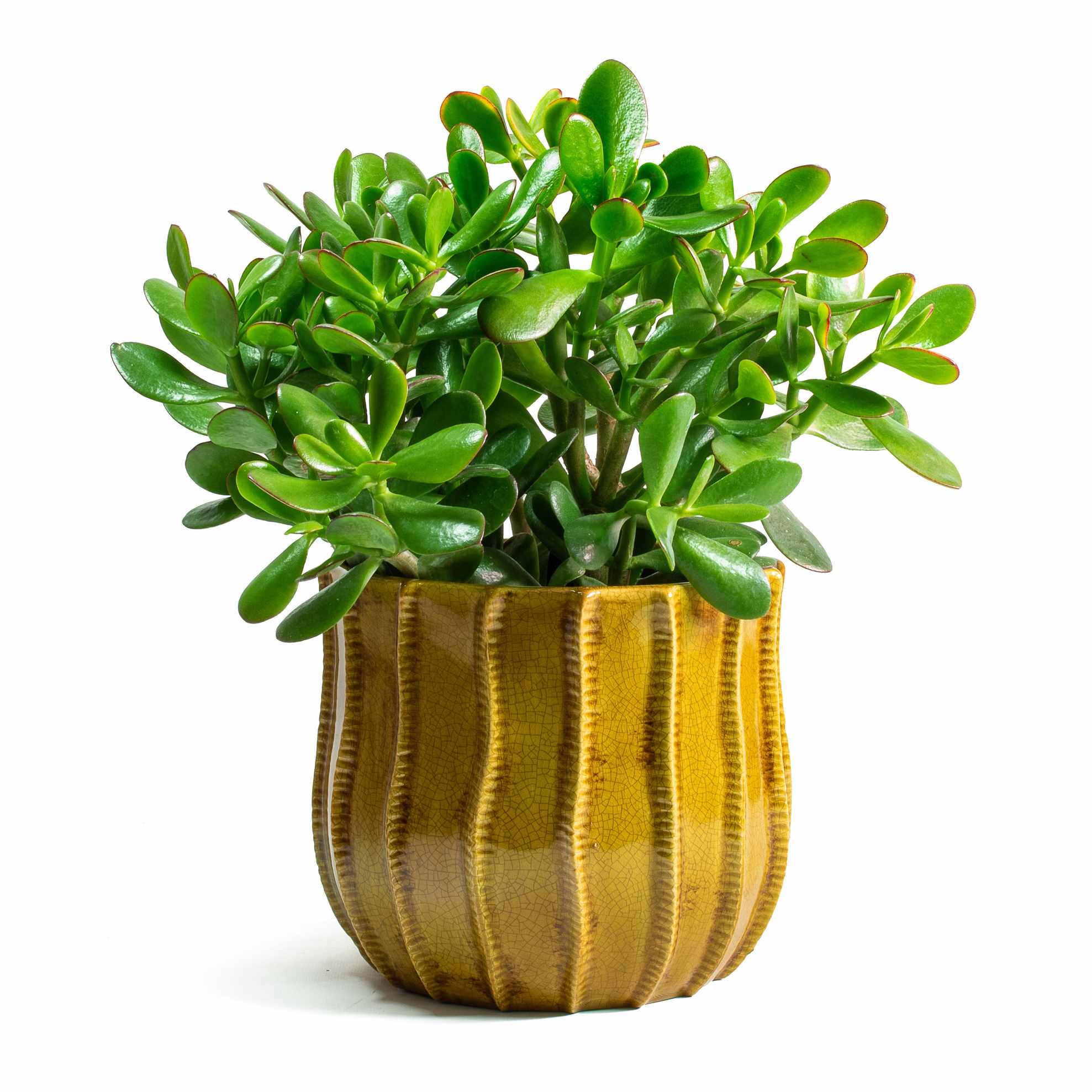 crassula ovata, money plant or jade plant in an ochre pot