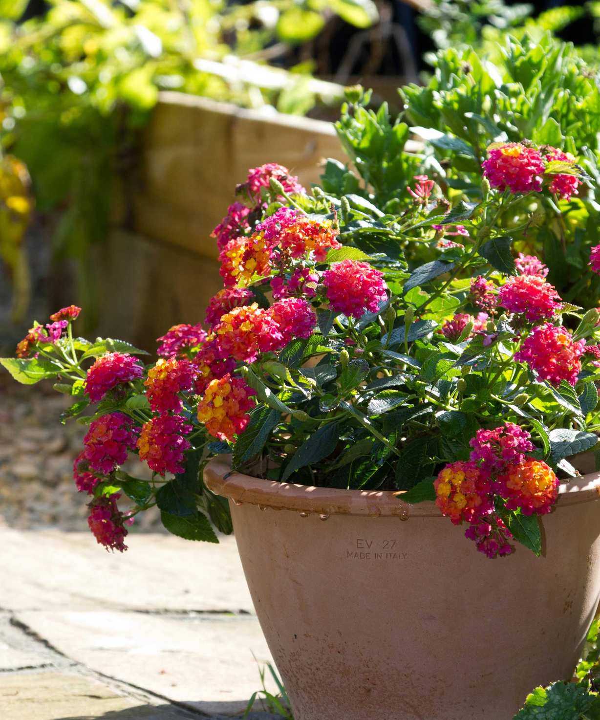 Lantana flowers in pot