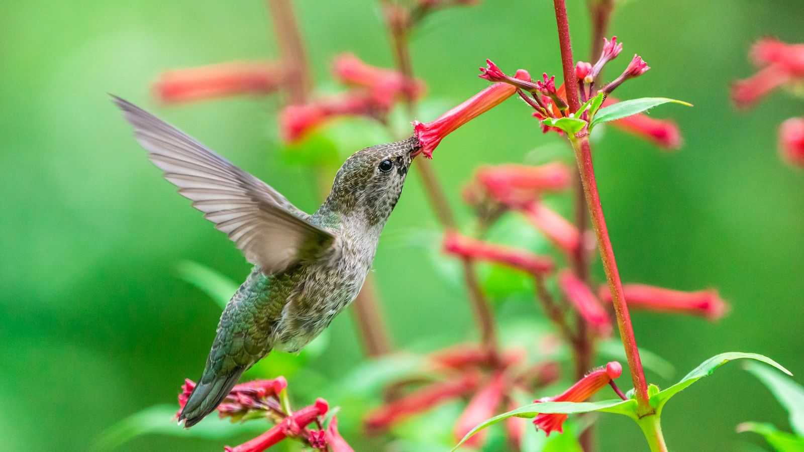 The 4,000-mile migration of native hummingbirds is about to begin – here's how you can help these winged wonders