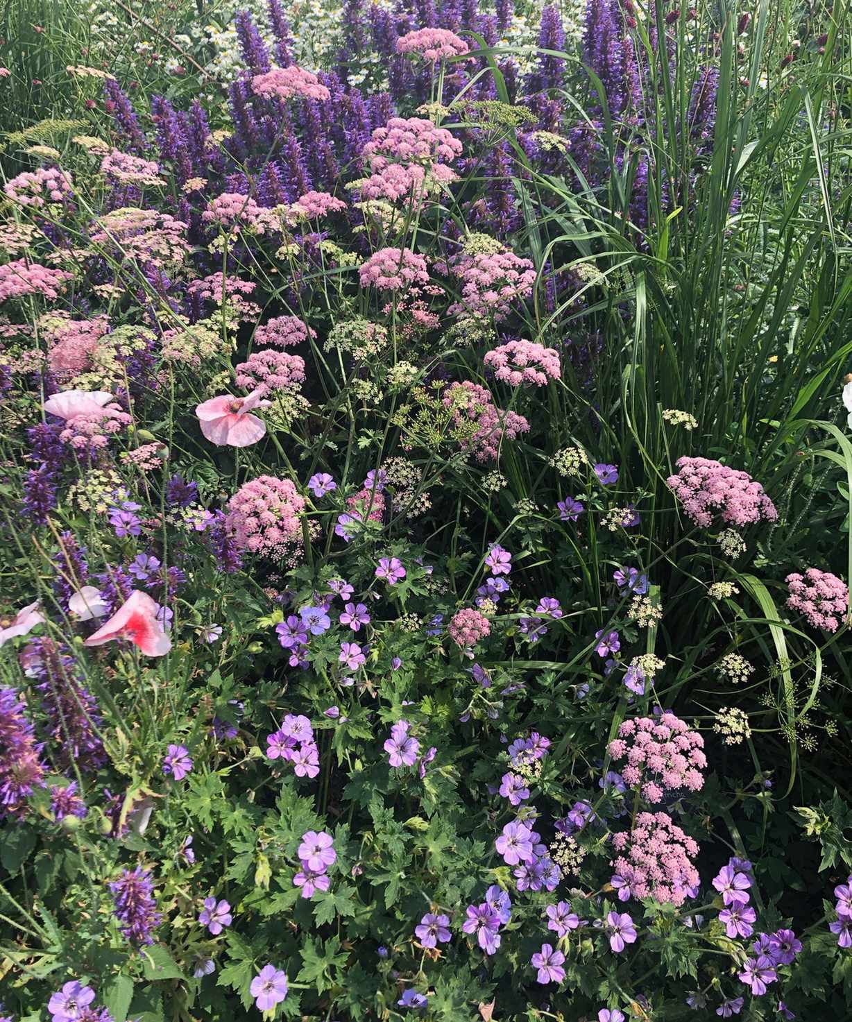 Garden color palette of lilacs/blues/deep purples