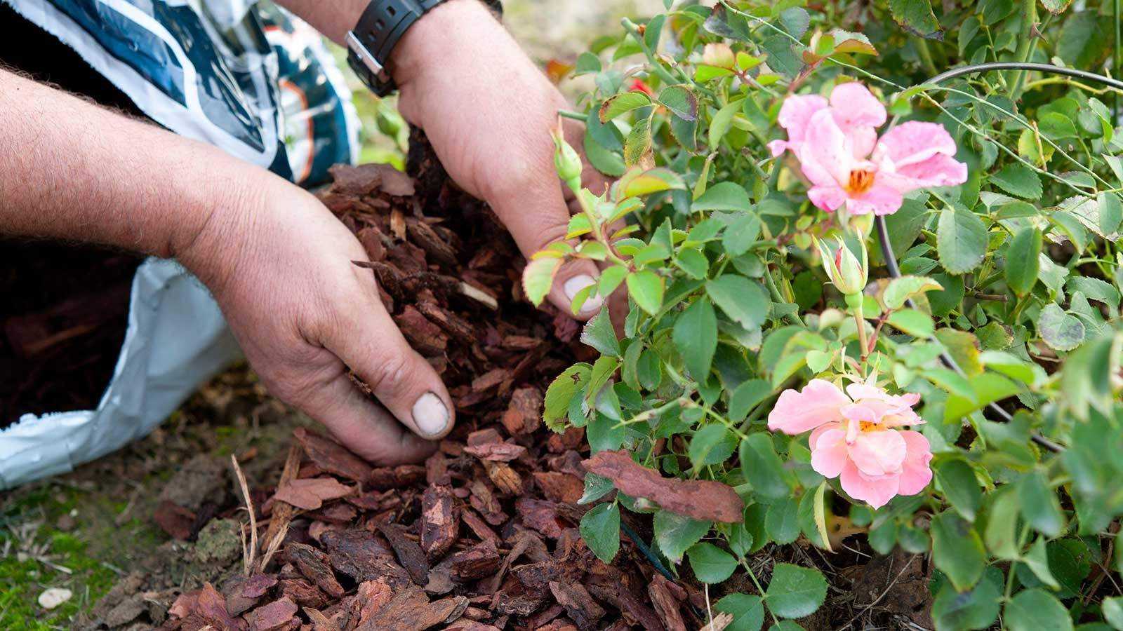8 types of mulch for gardening success – from homemade compost to pretty pebbles