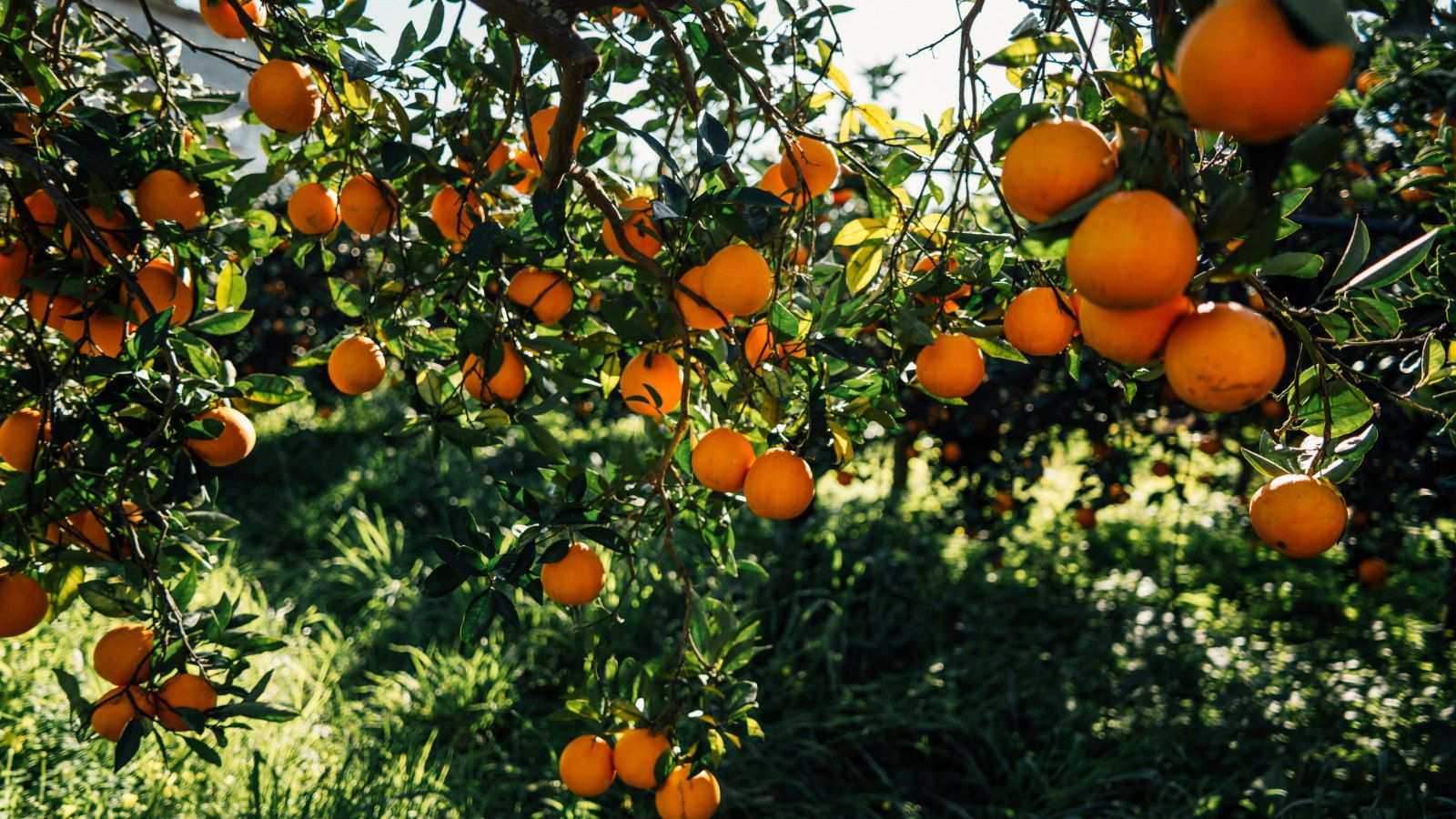 Pruning Orange Trees: 6 Essential Steps