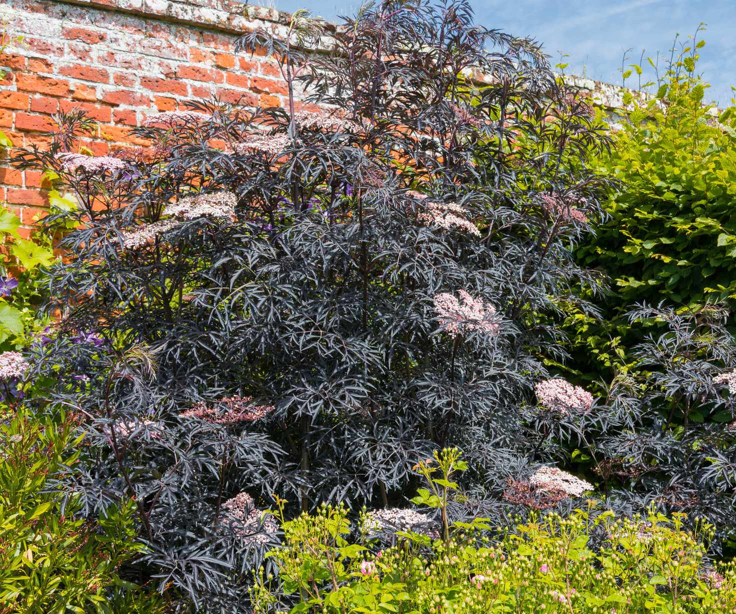 elder providing color contrast in back of garden border