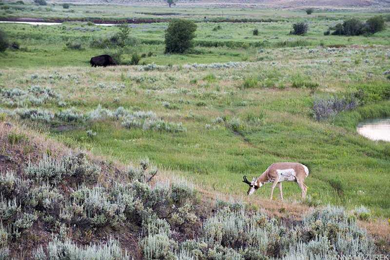 Things to do in Yellowstone National Park - Travel Like Anna
