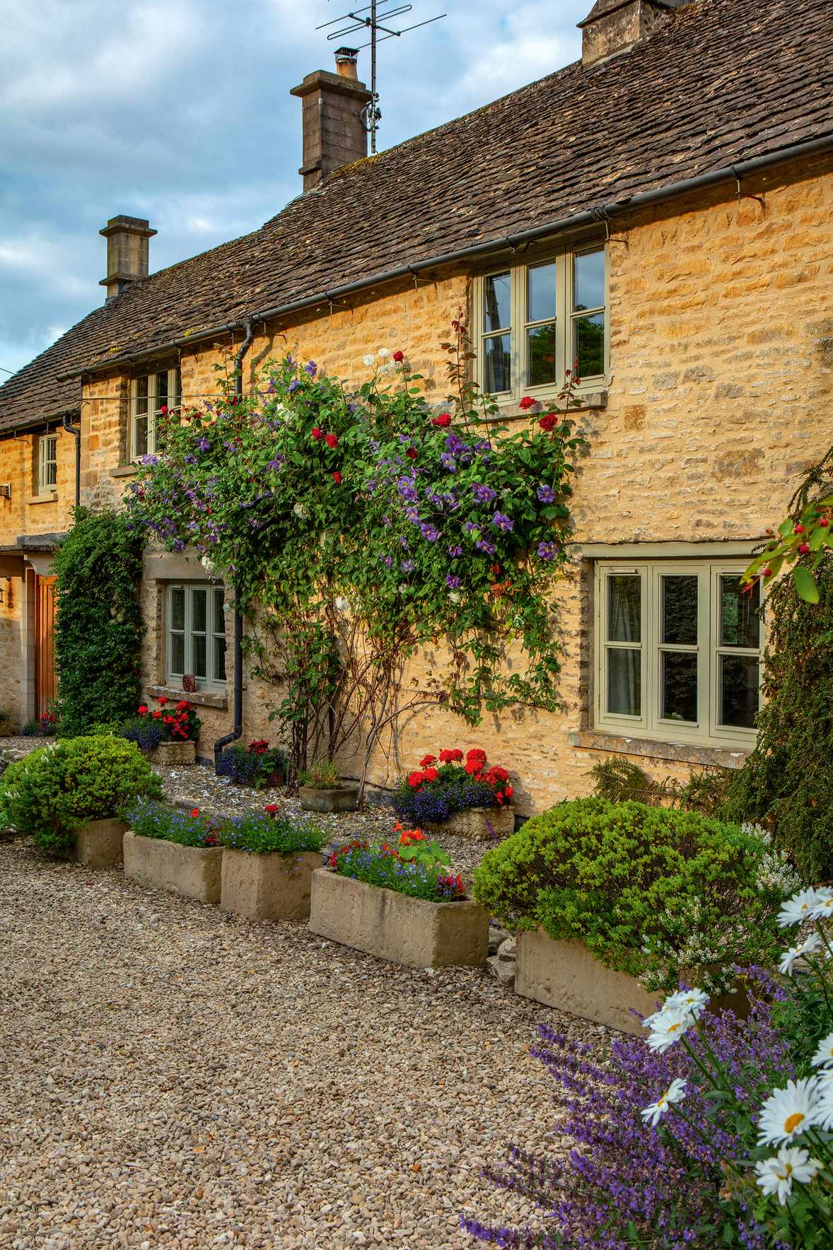 climbing rose on cotswold cottage