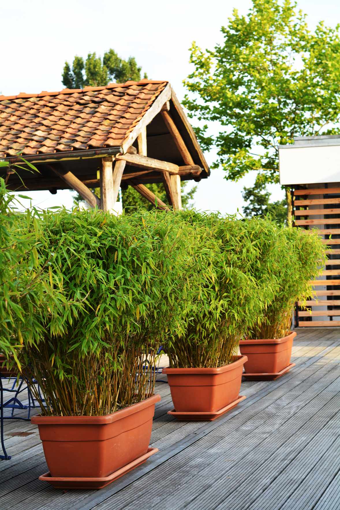 bamboo in a garden