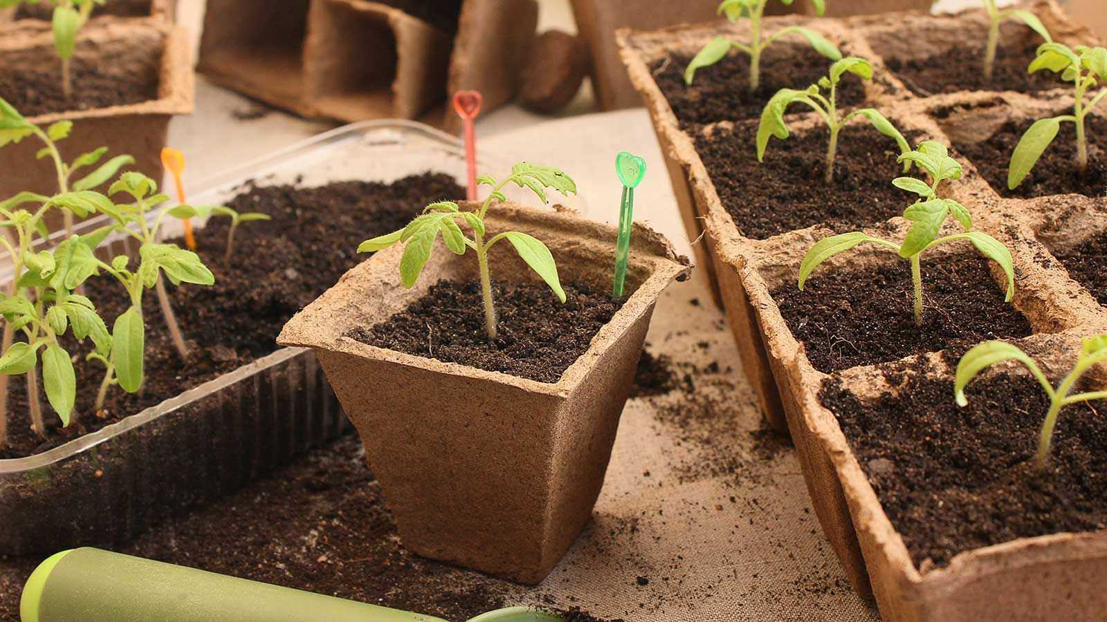 How and when to transplant seedlings – the experts share their top tips for success