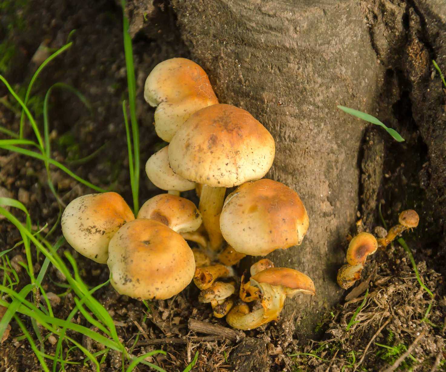 honey fungus