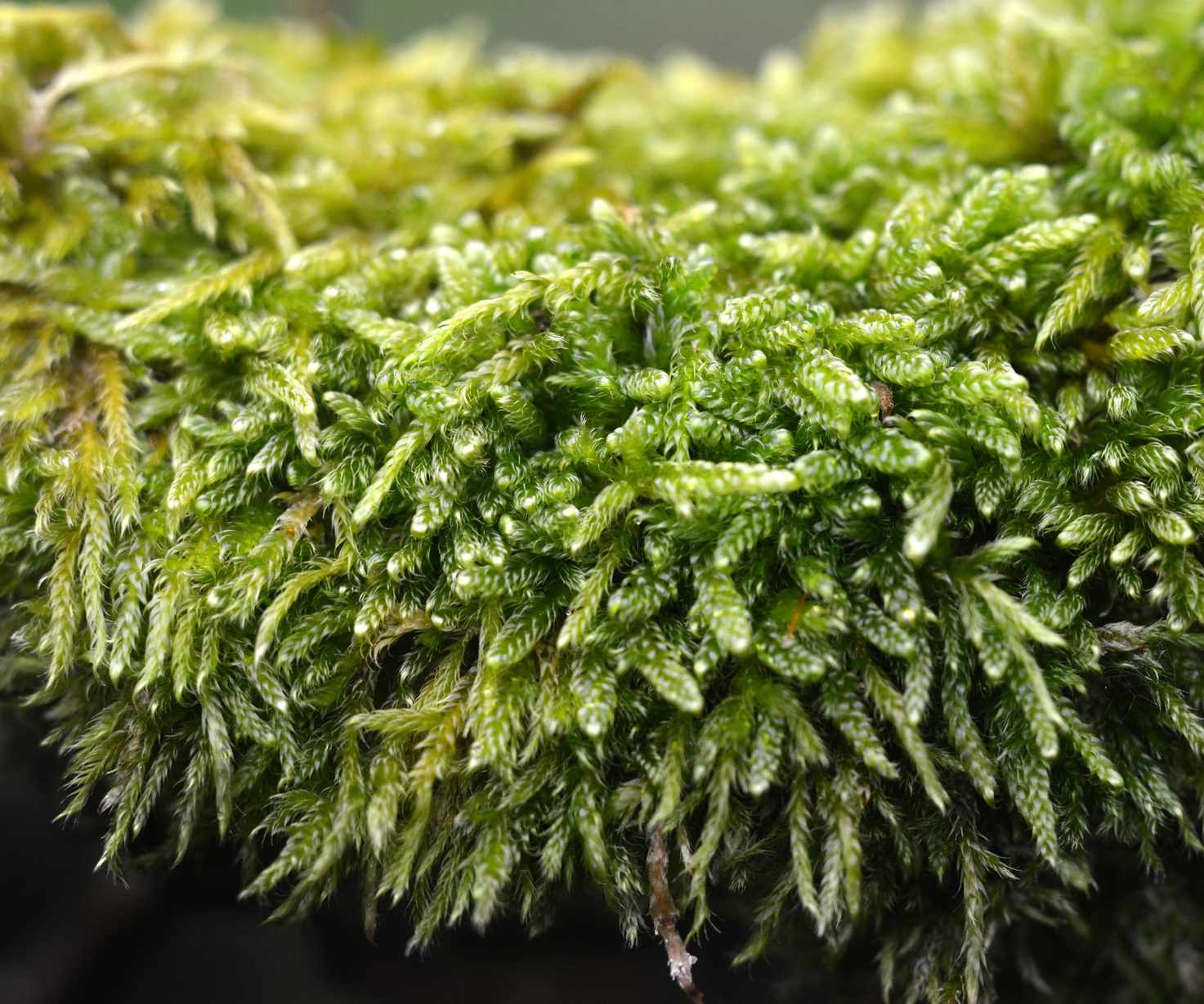 sphagnum peat moss