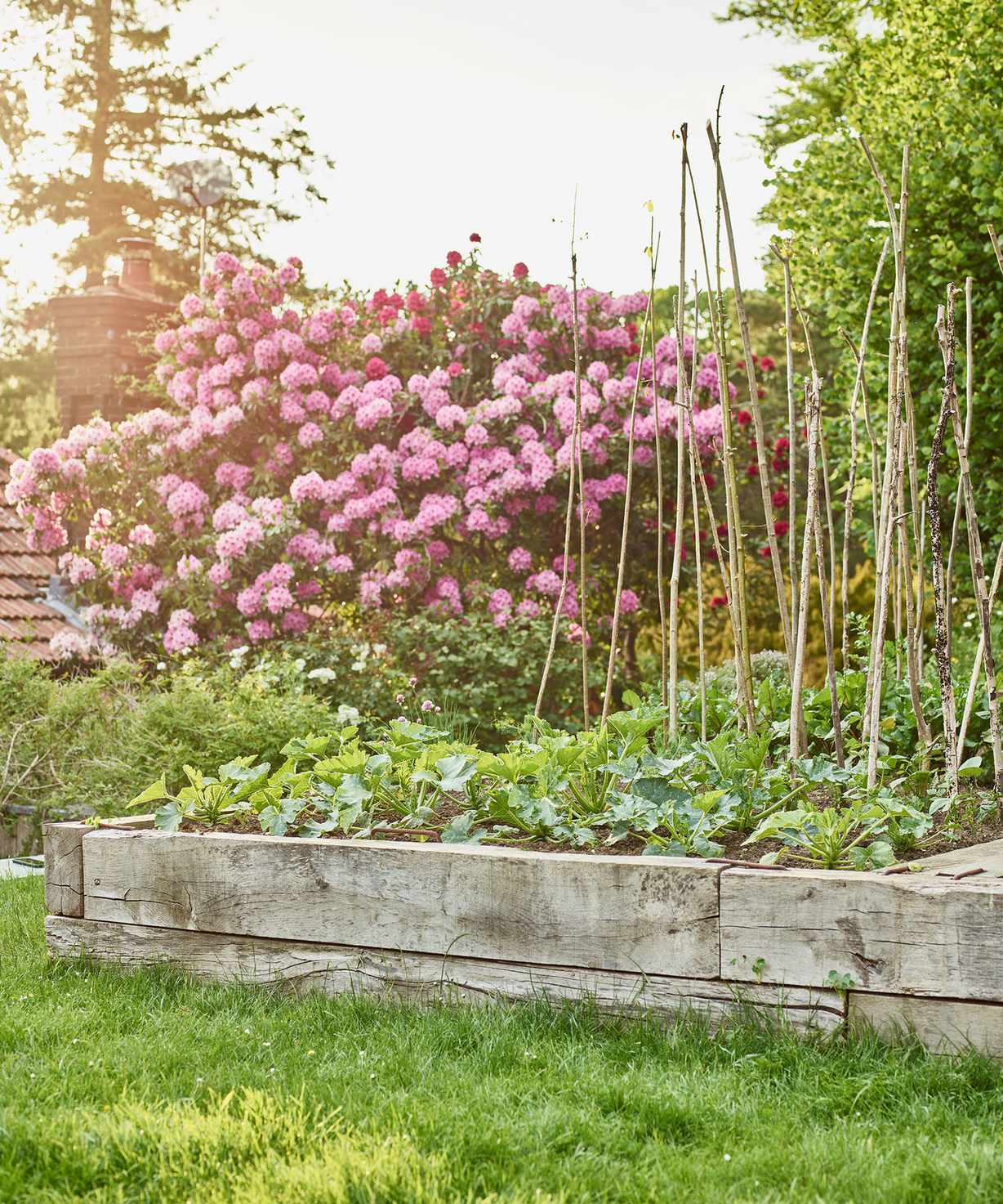 How to grow hydrangeas