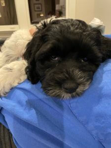 new puppy norman
