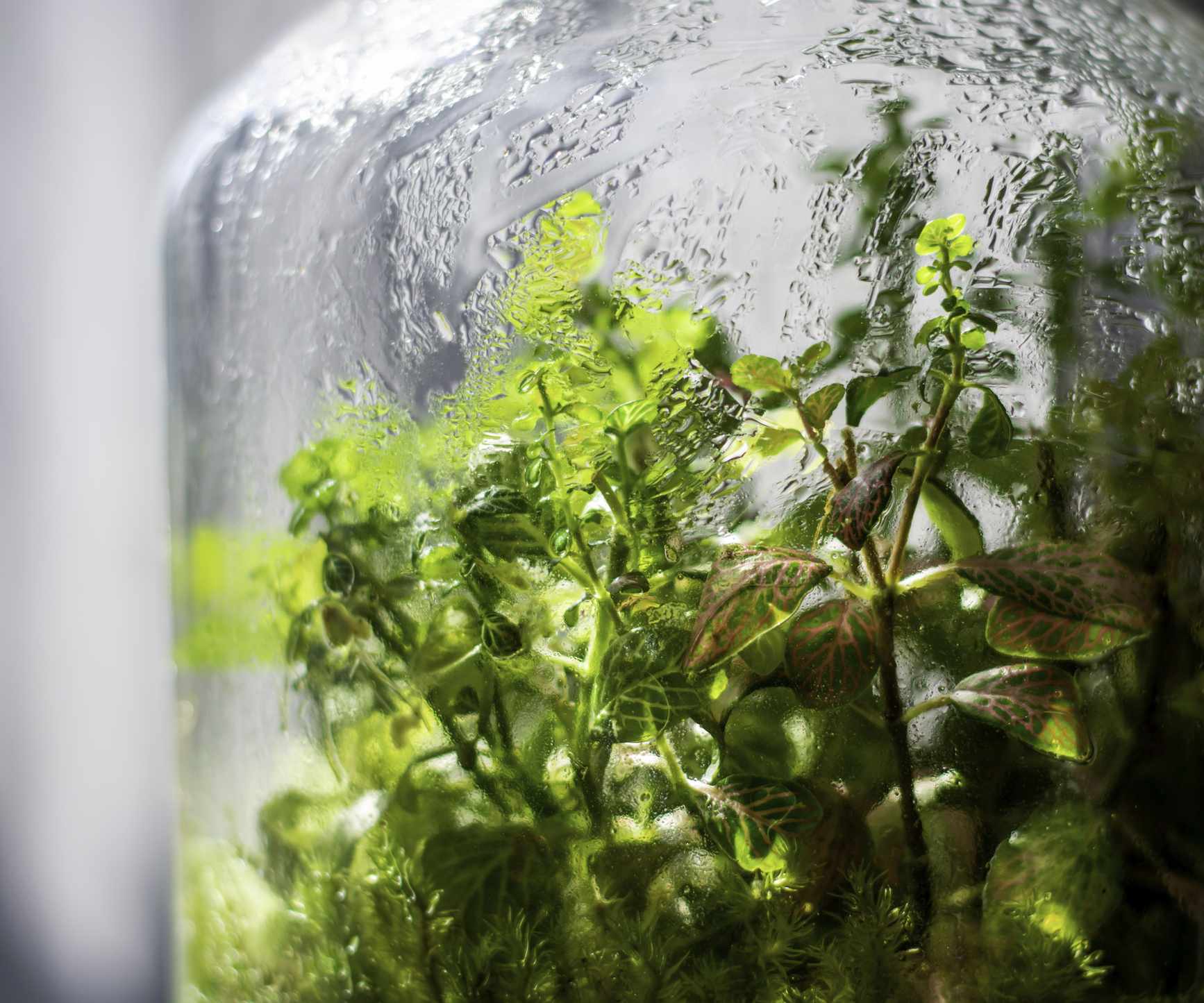 terrarium