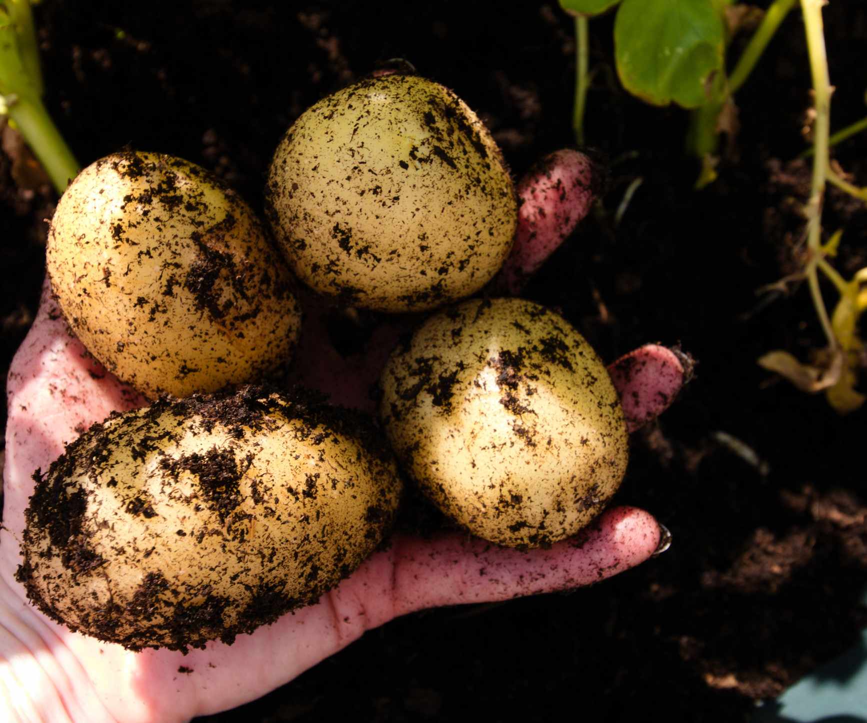 White potatoes being lifted out of the soil