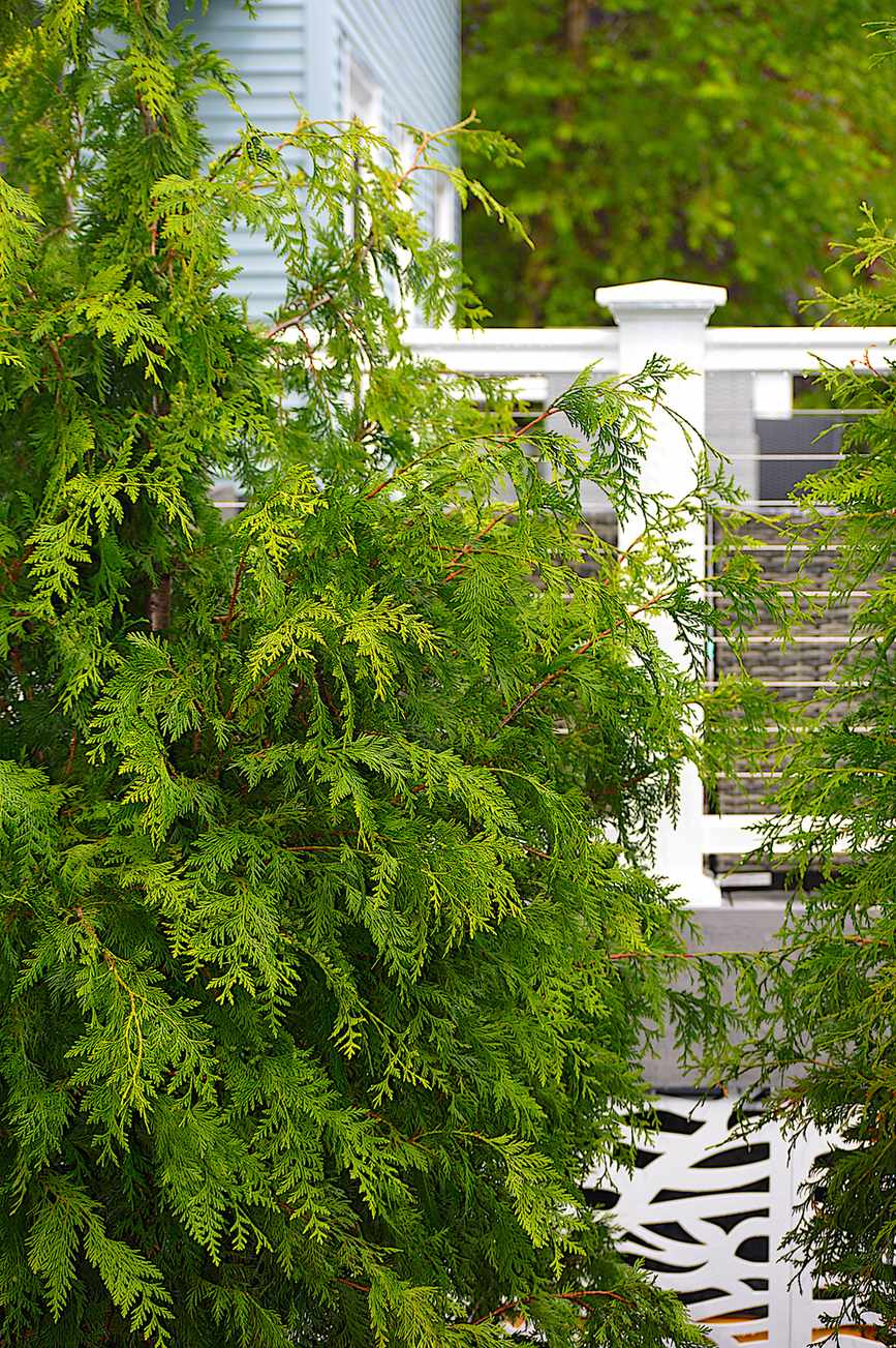 Arborvitae &lsquo;Green Giant&rsquo;