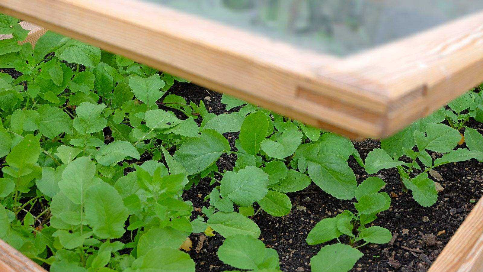 7 Vegetables to Plant in February for Early Homegrown Harvests
