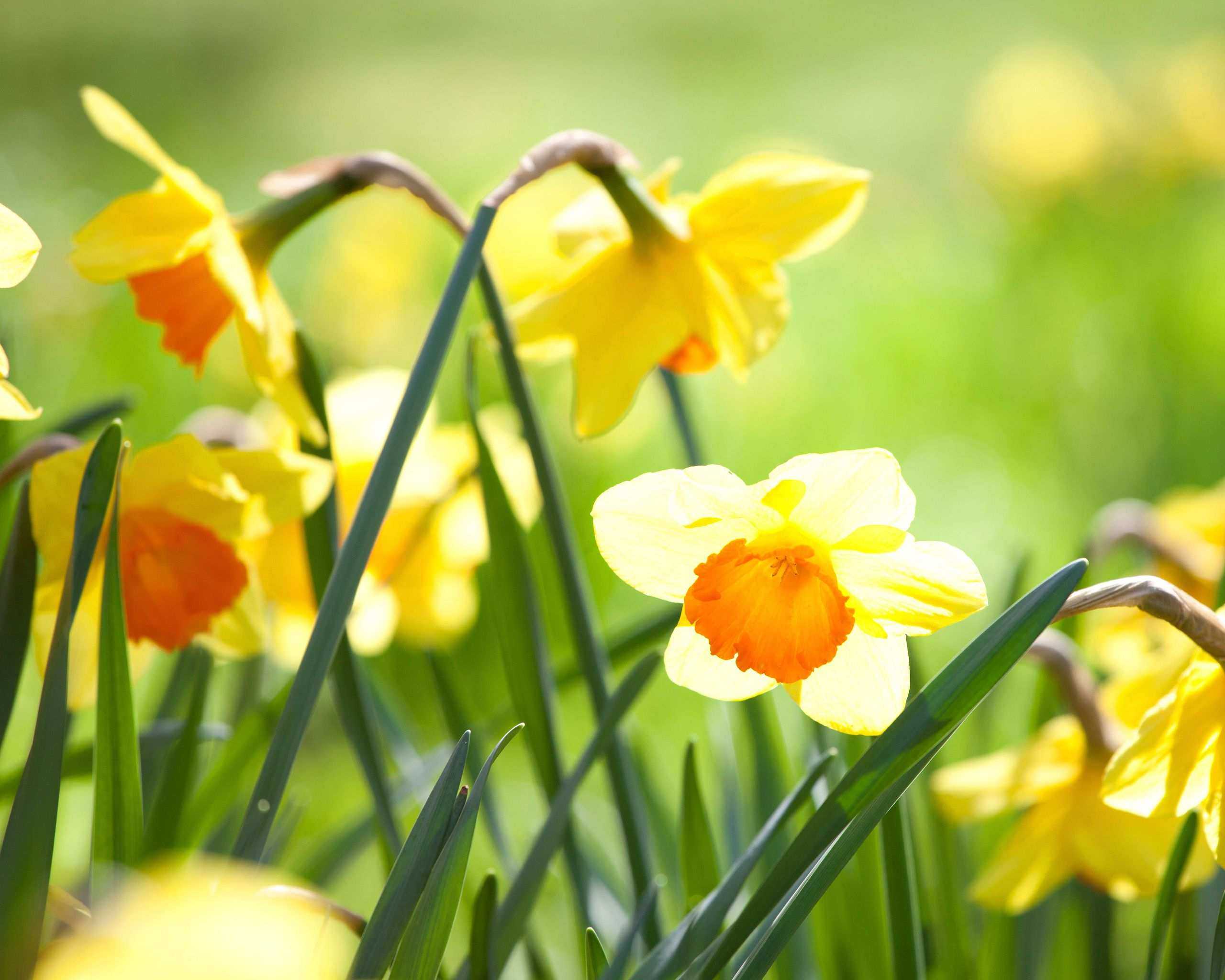When to cut back daffodils?