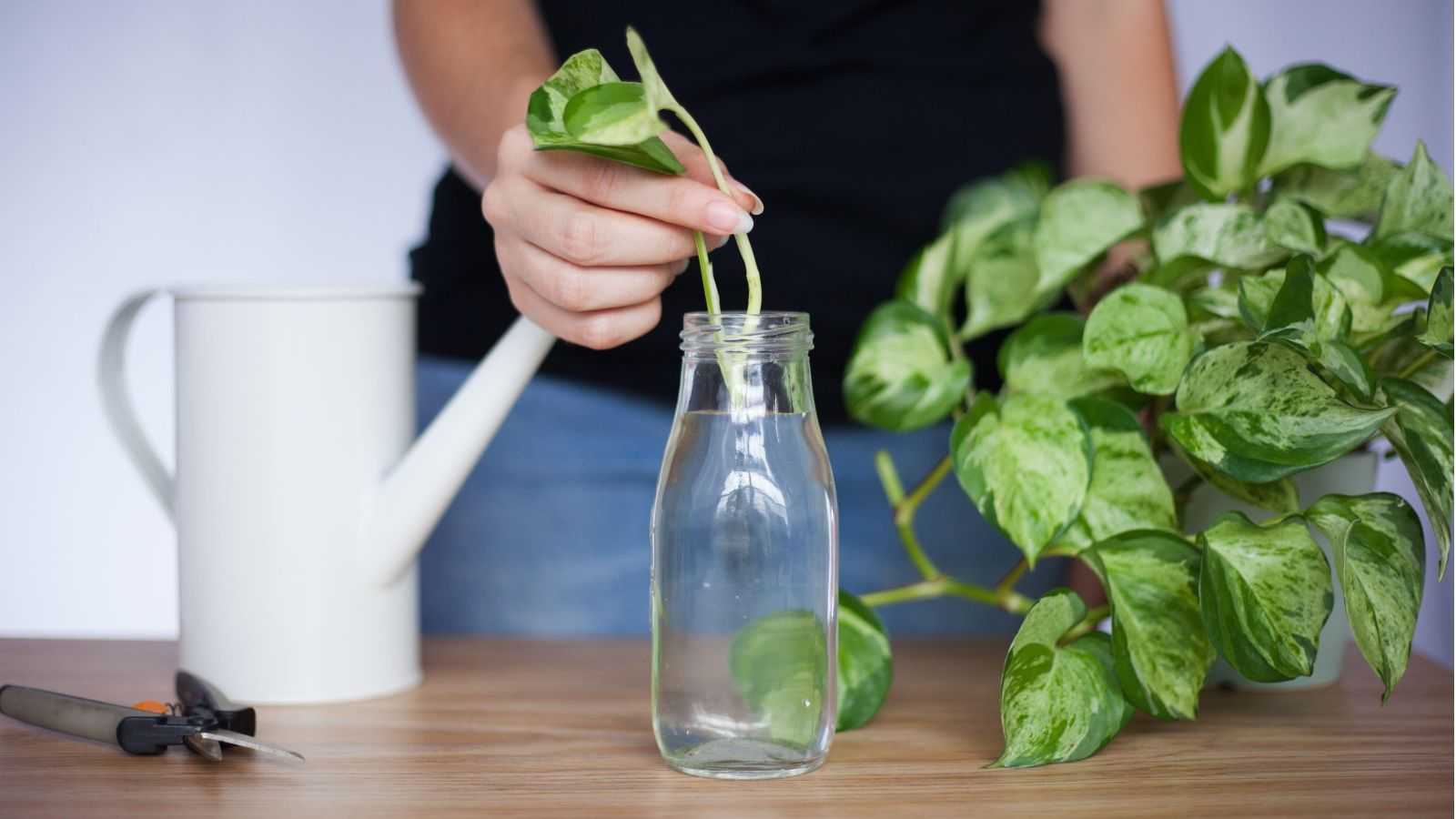 How to speed up houseplant propagation – 5 methods to multiply your indoor plant collection quickly