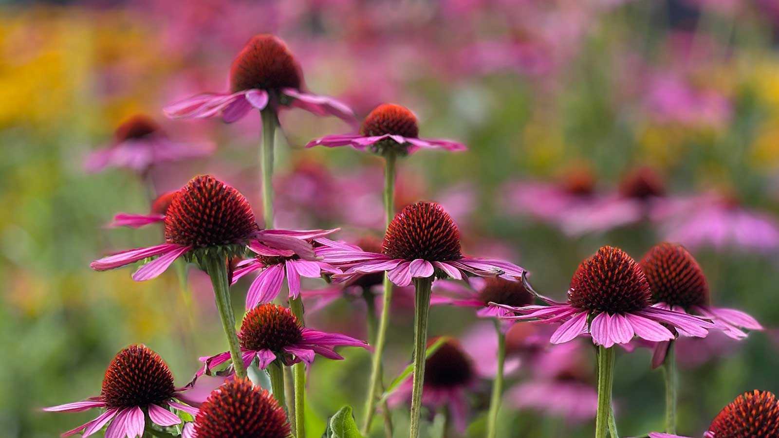 How to grow coneflower – expert advice on planting and caring for these exquisite perennials