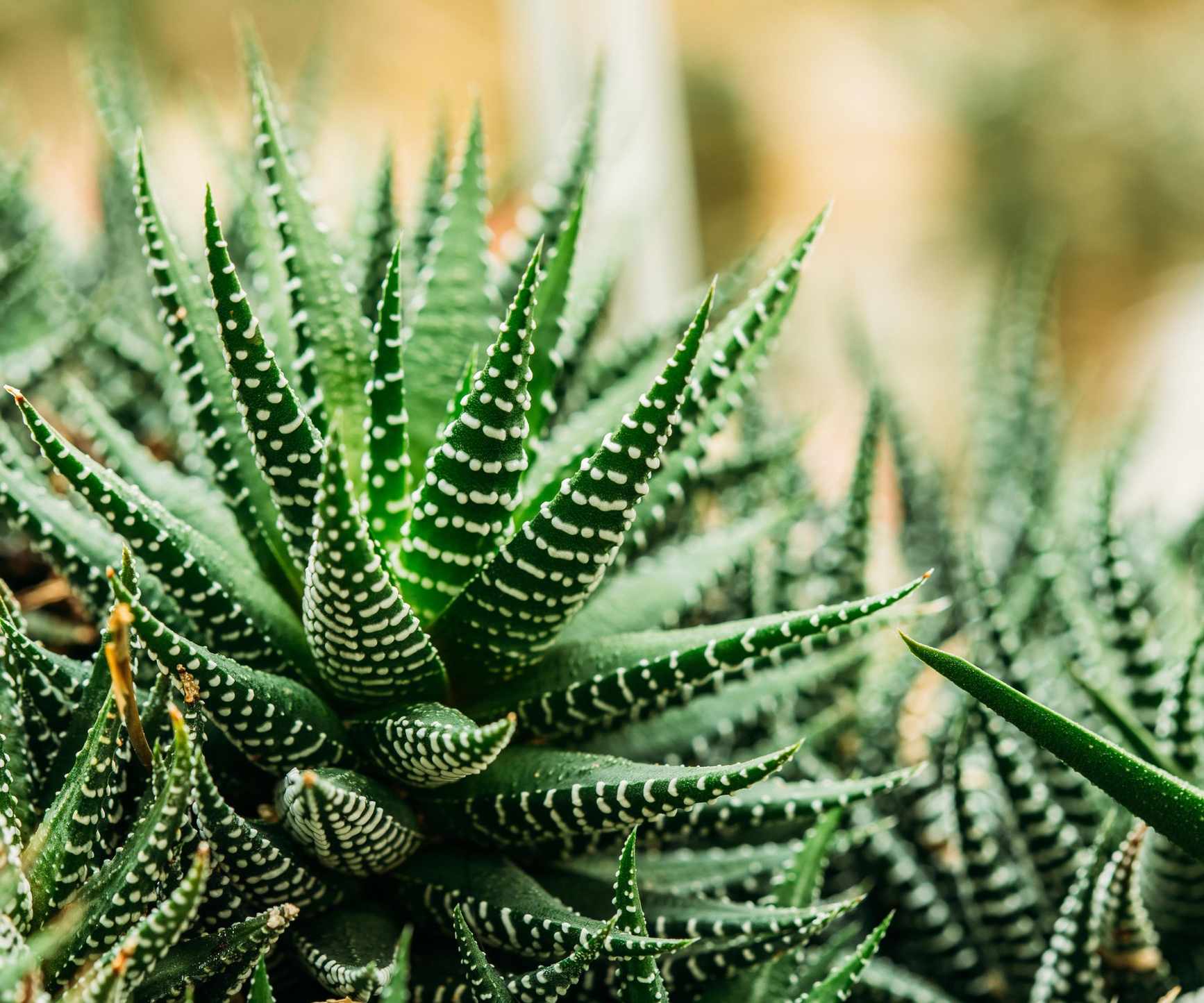 Haworthia