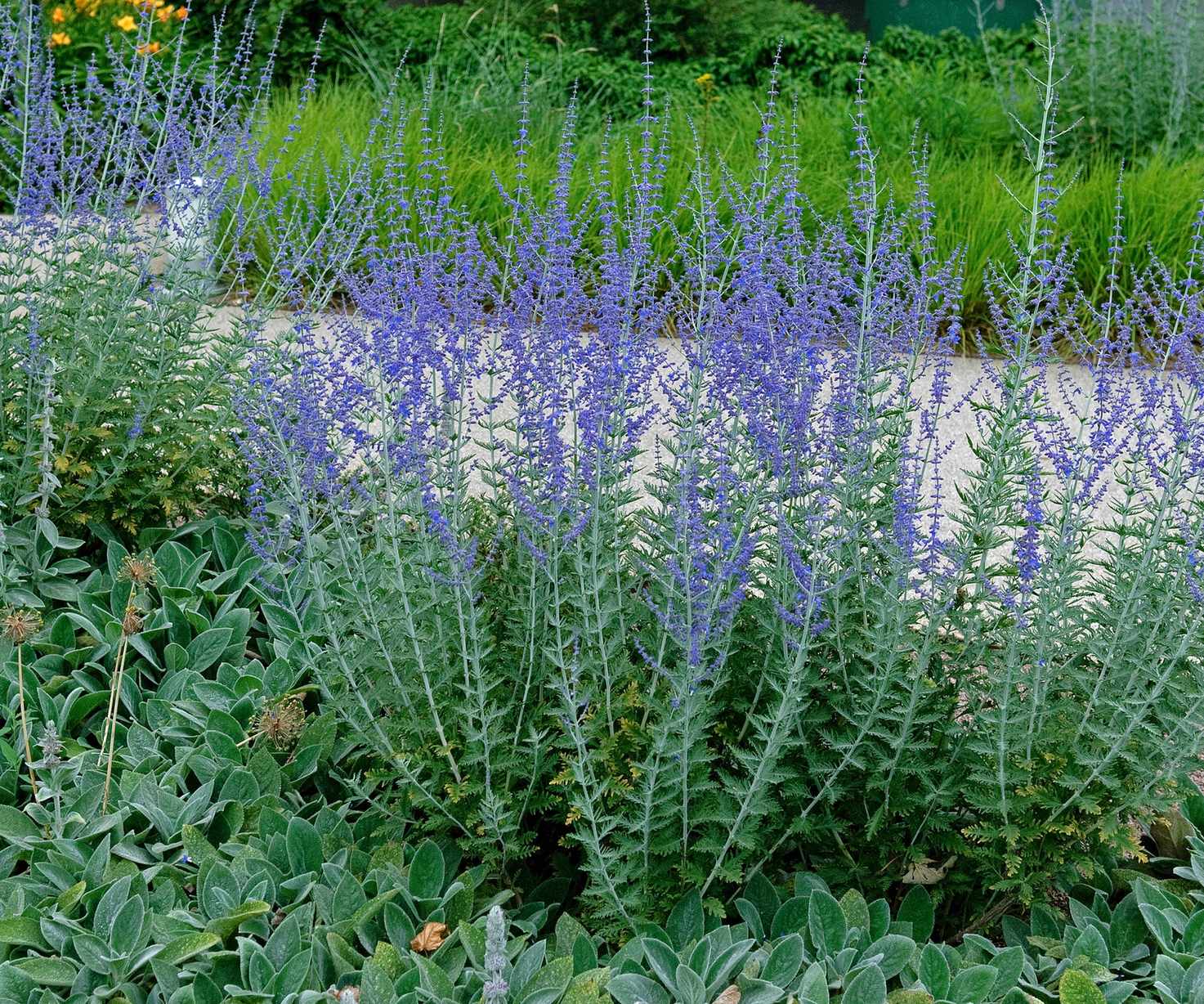 Russian sage 'Little Spire'