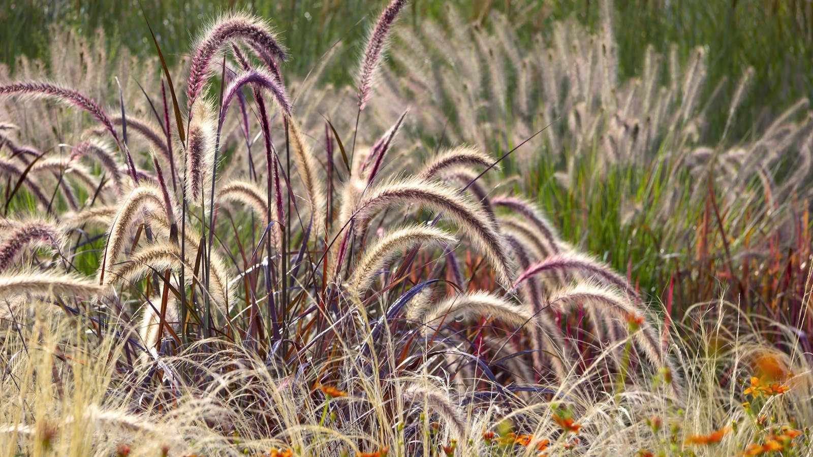 The Only Plant You Need For A Container To Impress in All Seasons – With Months of Color for Minimal Effort