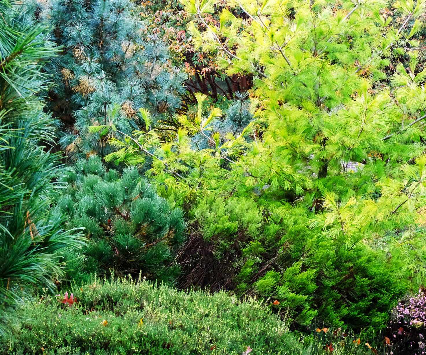 Autumnal UK evergreen garden border with Pinus Strobus "Louie"