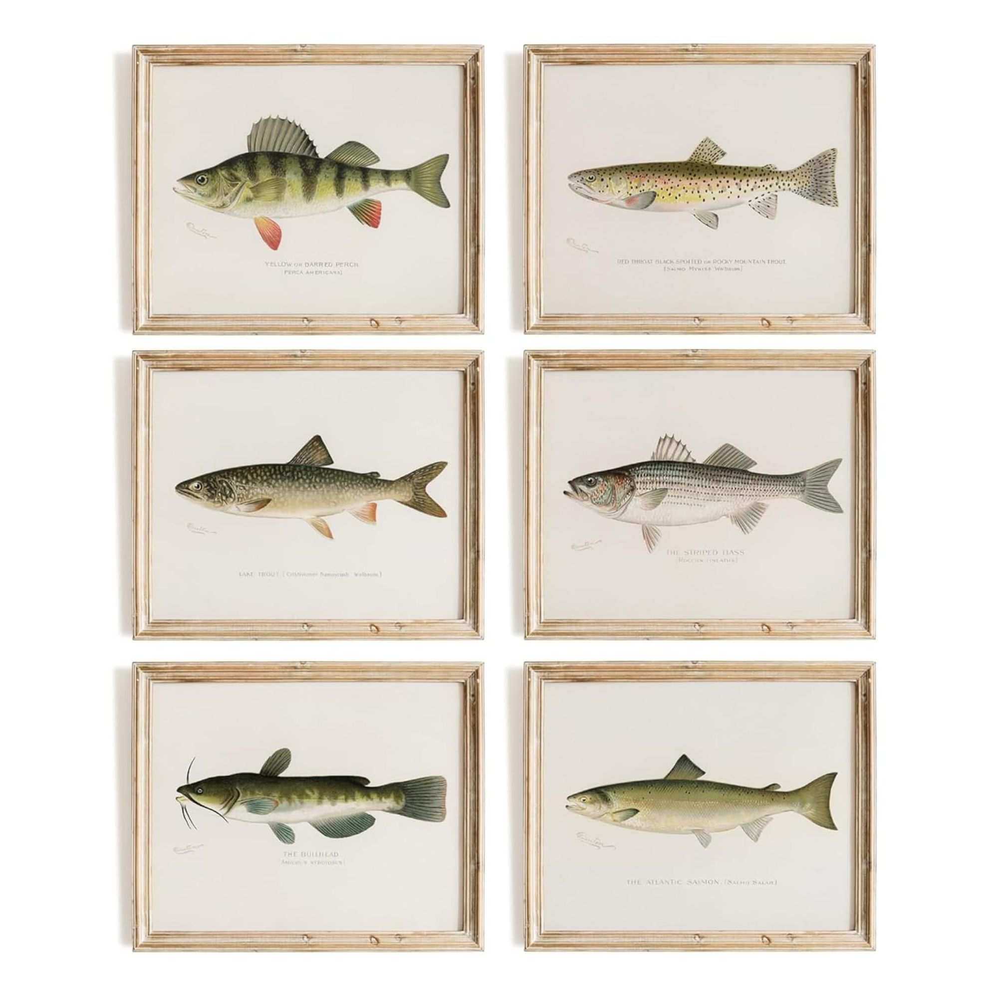 Fish Wall Art Prints (Set of 6)