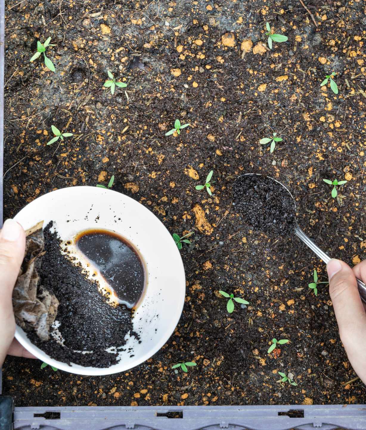 Coffee grounds