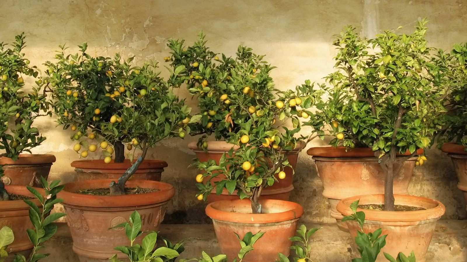 This Self-Sufficient Orchard Idea Makes Growing Fruit Surprisingly Easy – Even in a Small Yard