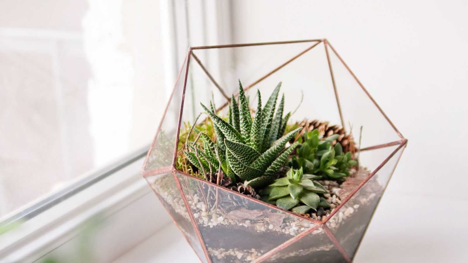 The top 5 terrarium care mistakes you need to avoid, according to houseplant experts