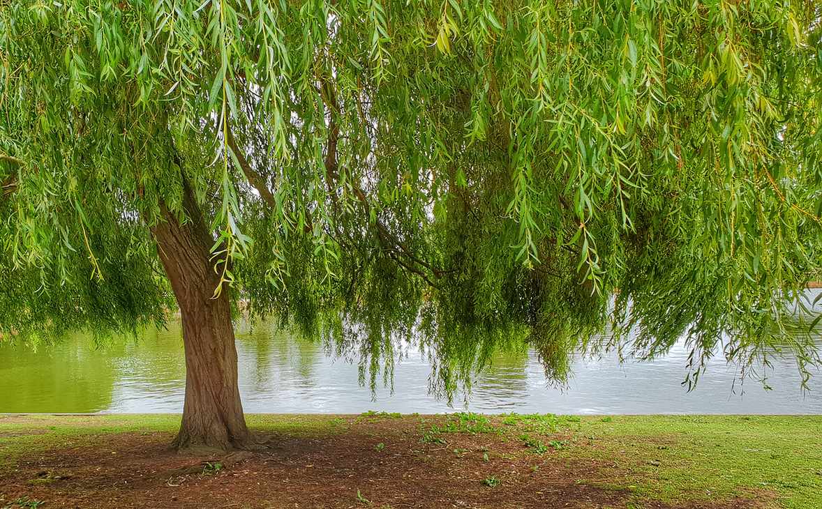 Weeping willow tree next to a lake