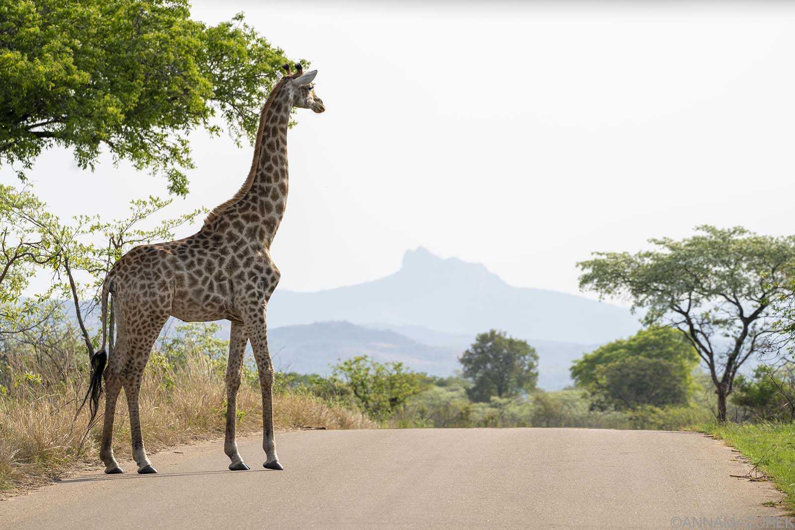 Airalo eSIM Review for Safari & Travel in Southern Africa - Travel Like Anna