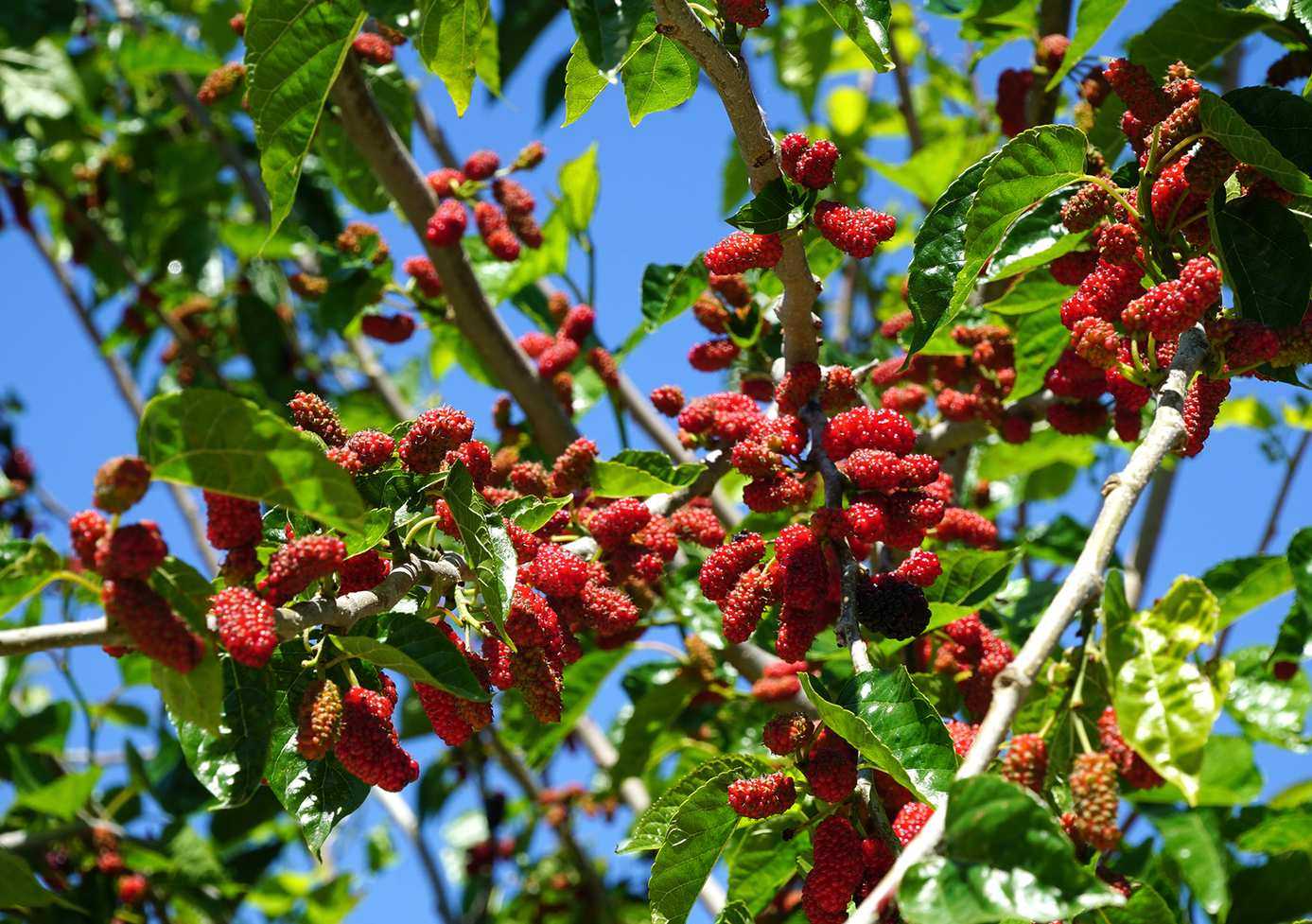 Mulberry tree with red berries