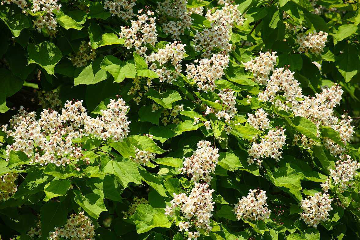Catalpa tree flowers